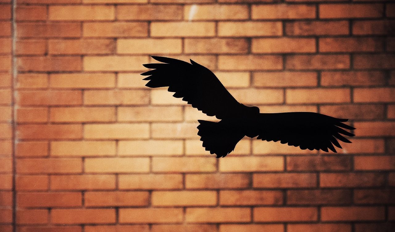 Silhouette bird flying against brick wall