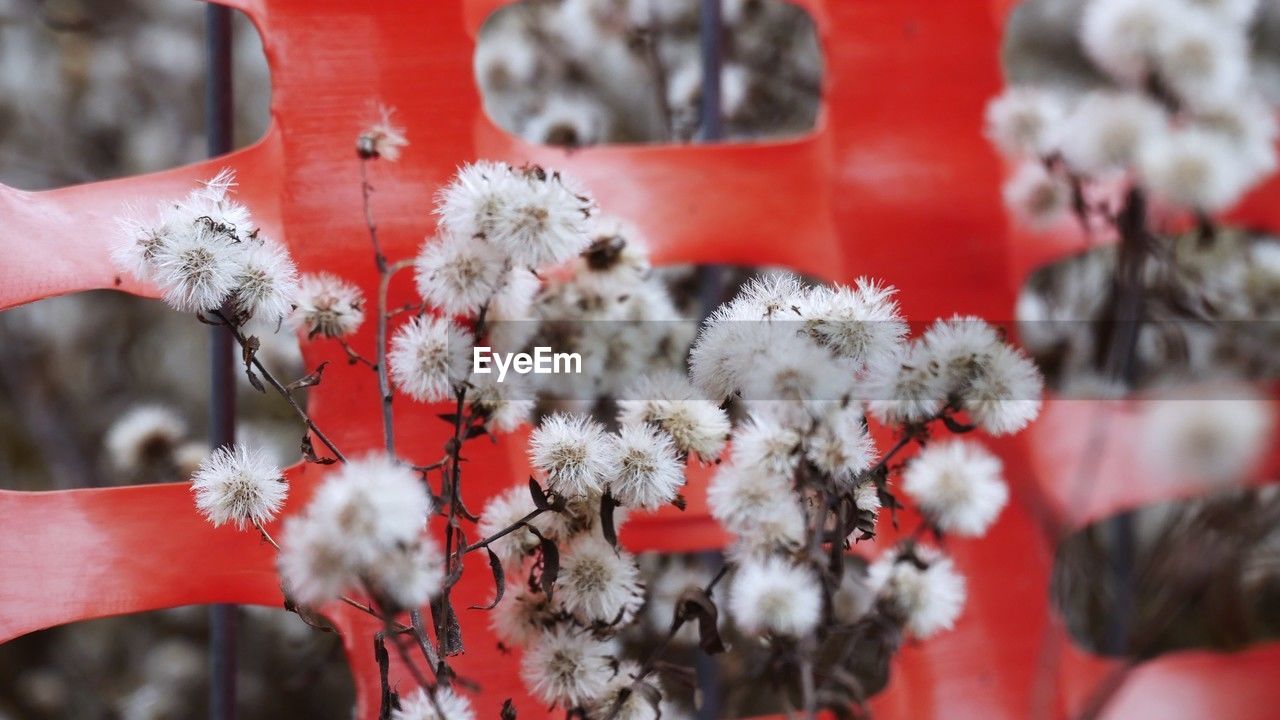 red, flower, spring, plant, blossom, nature, branch, close-up, winter, leaf, frost, macro photography, snow, day, tree, beauty in nature, growth, no people, cold temperature, focus on foreground, flowering plant, outdoors, produce, freshness, selective focus