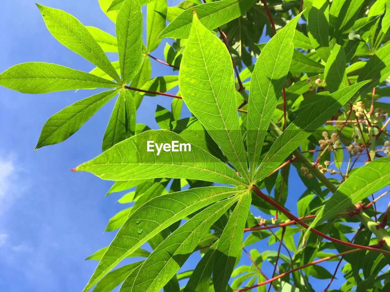 Close-up of fresh green plant