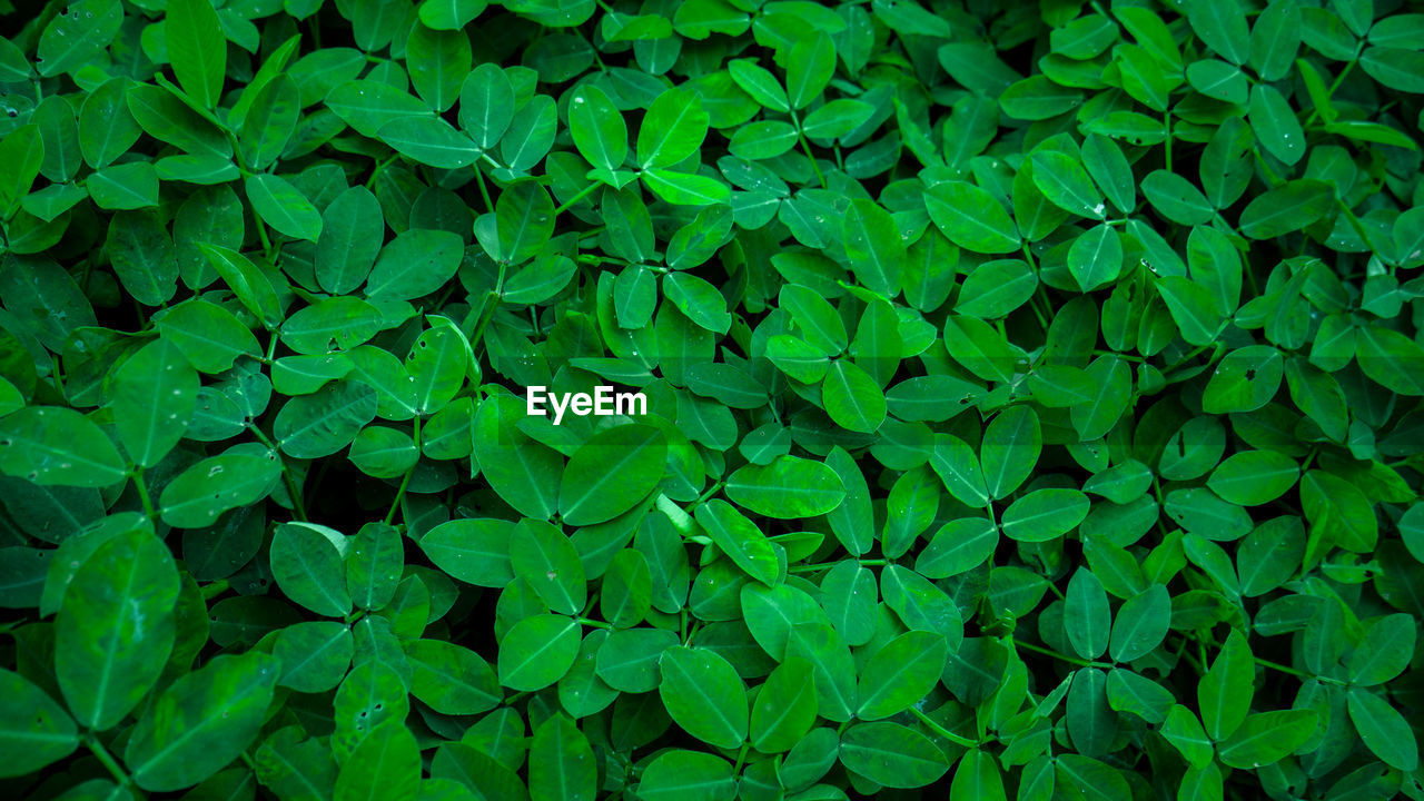 Full frame shot of fresh green plants