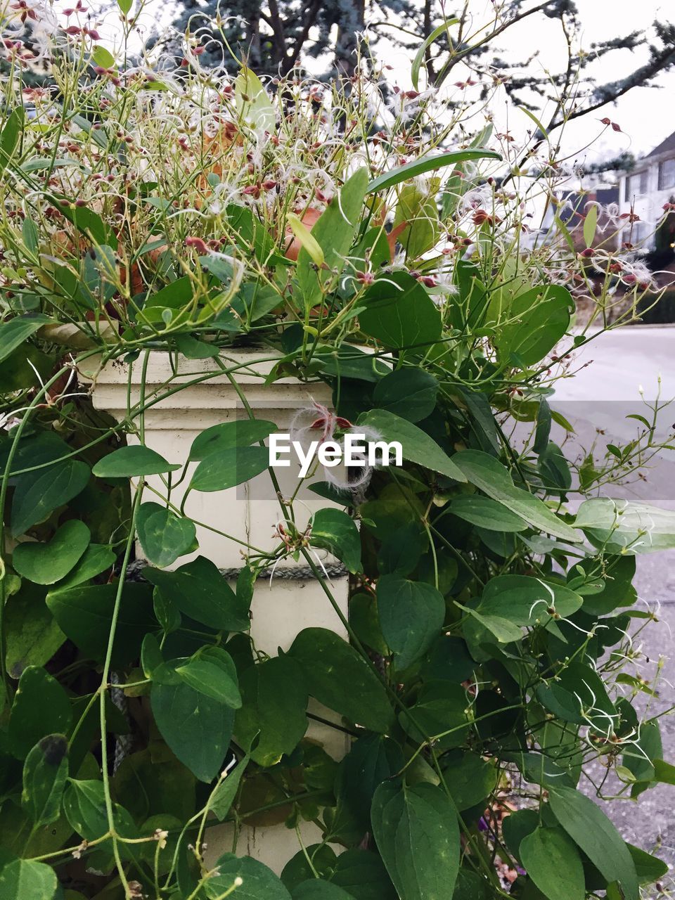 CLOSE-UP OF PLANTS AGAINST TREES