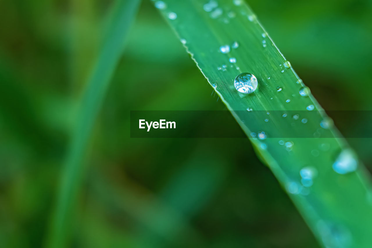 drop, water, green, wet, moisture, dew, grass, plant, nature, close-up, blade of grass, macro photography, beauty in nature, no people, leaf, plant part, growth, freshness, rain, purity, flower, selective focus, plant stem, outdoors, focus on foreground, fragility, day, raindrop, environment, macro, tranquility