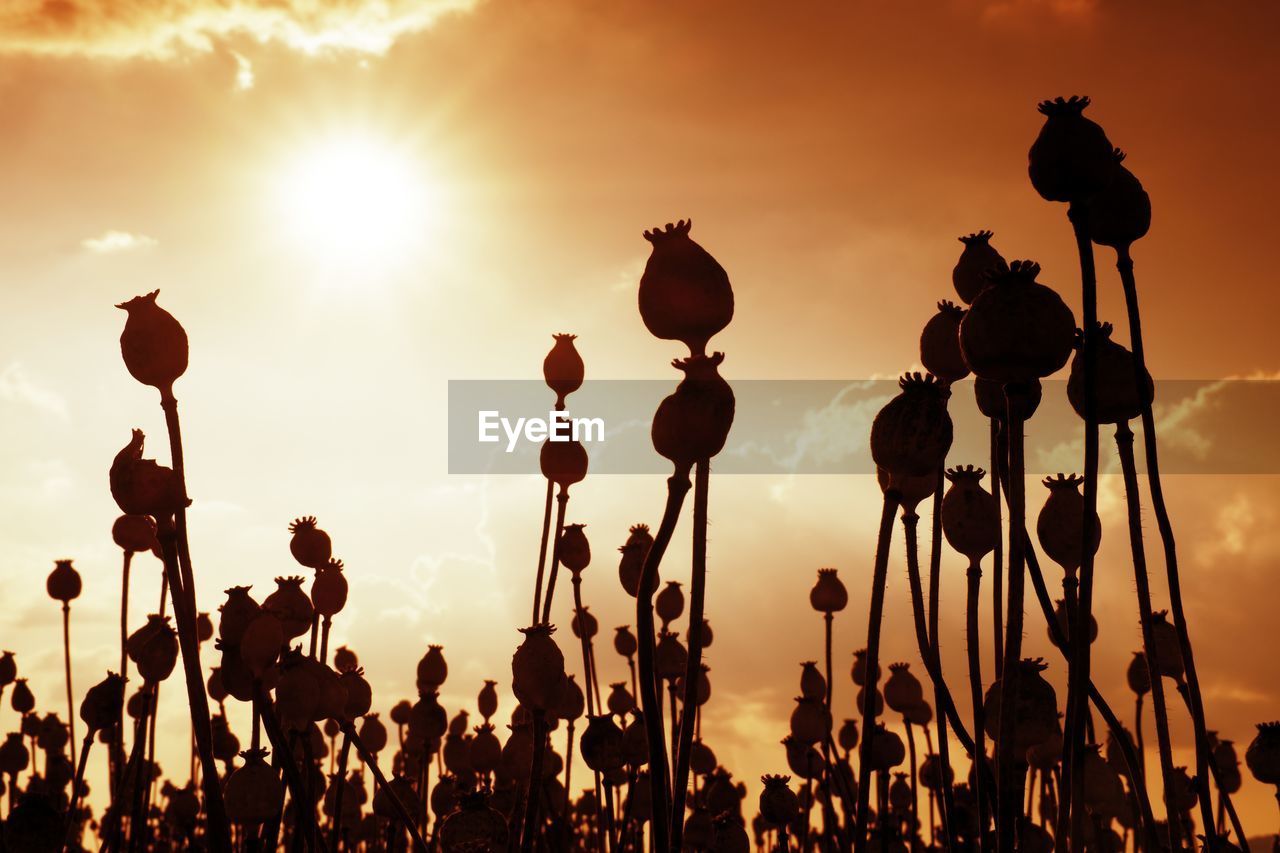 Silhouette plants on poppyseed  field against sky during sunset. poppa head touch together