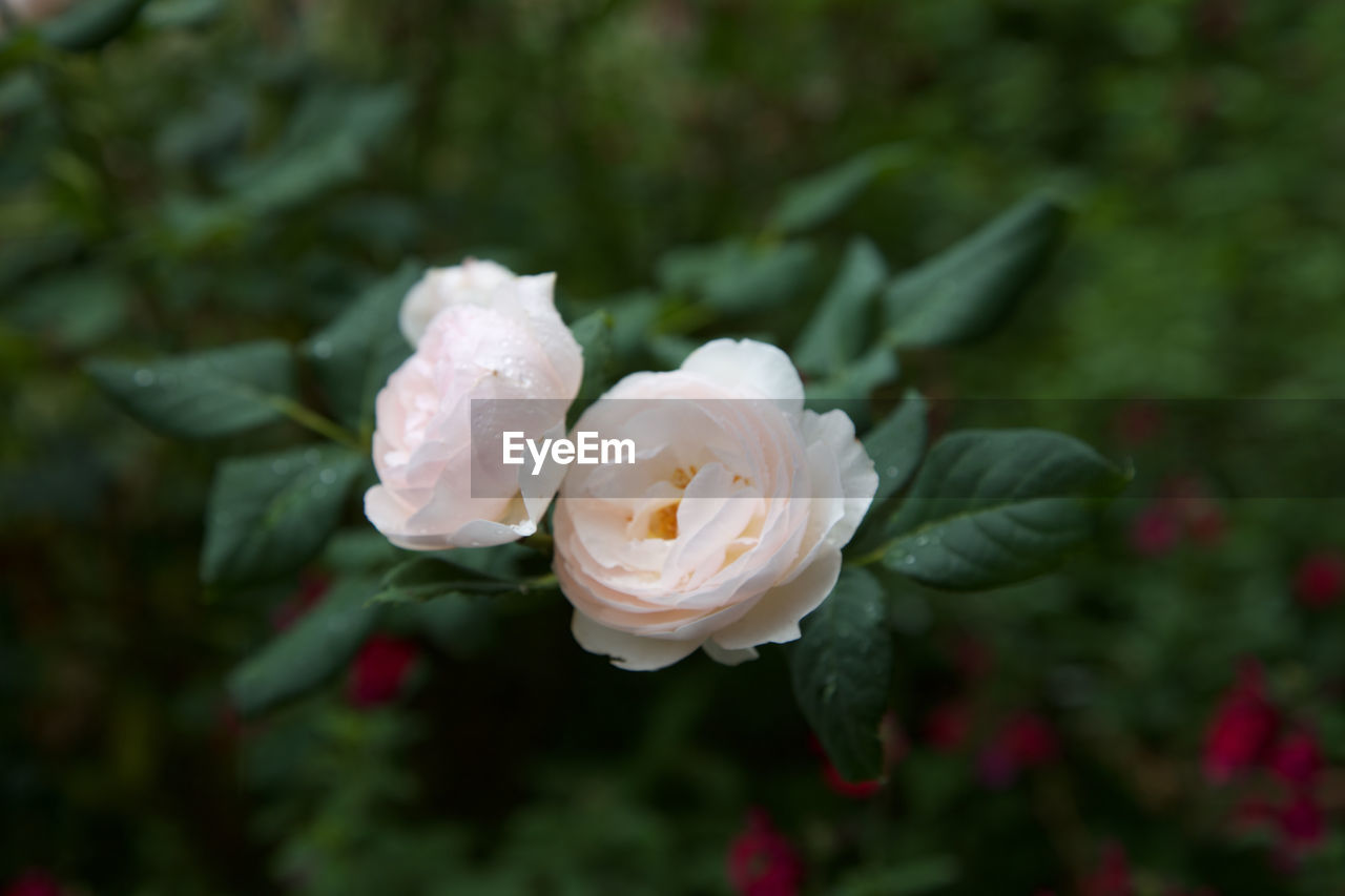 CLOSE-UP OF WET FLOWERS