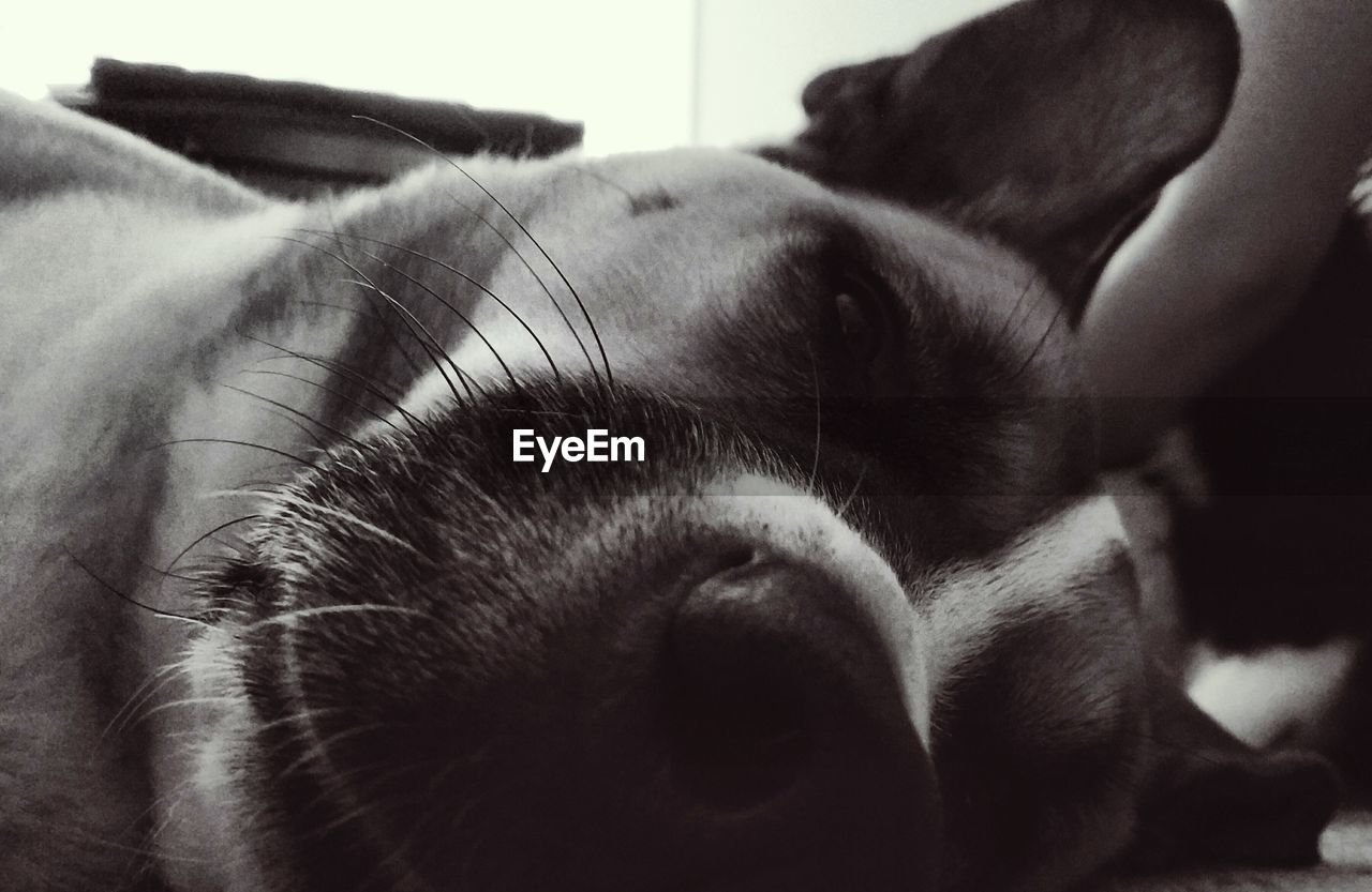 EXTREME CLOSE-UP OF DOG