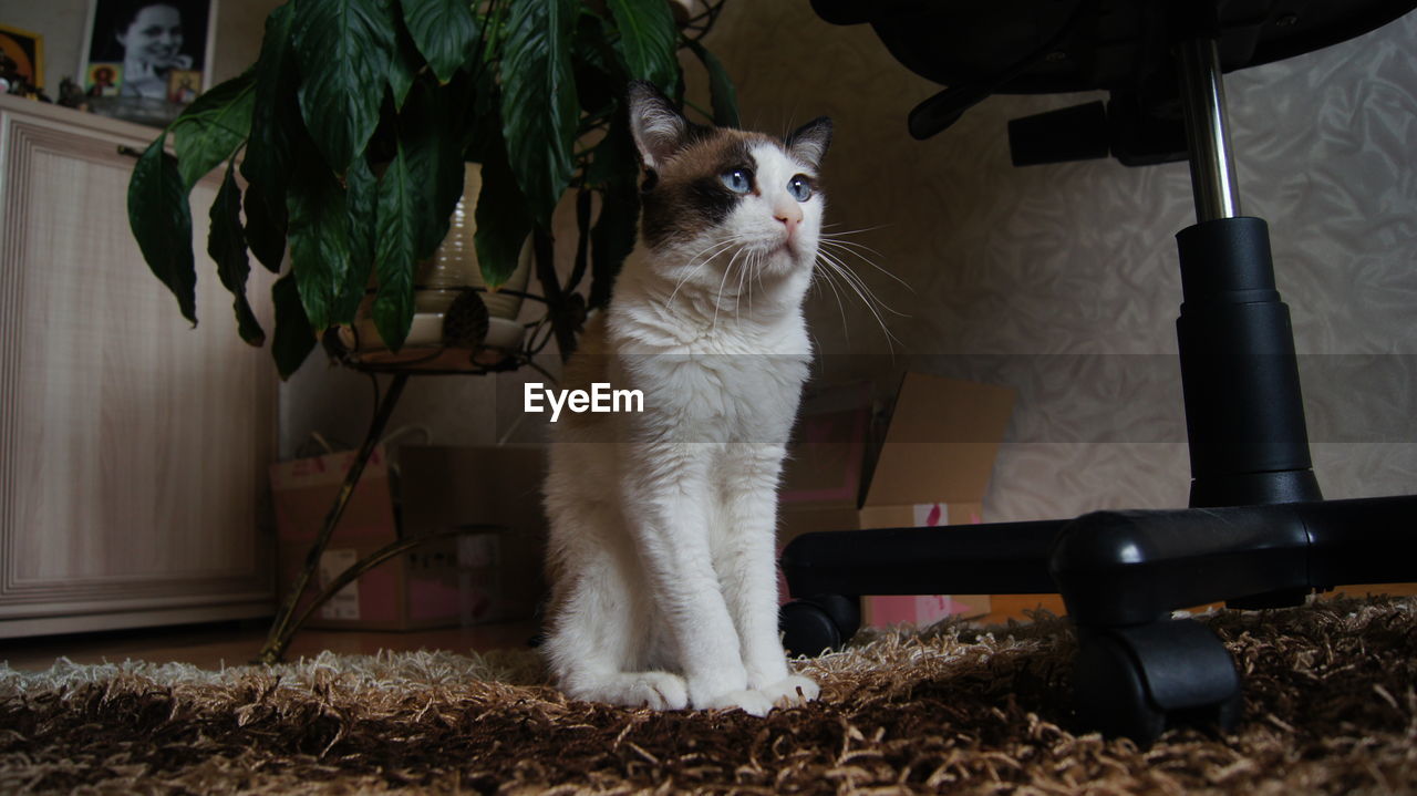 PORTRAIT OF CAT SITTING BY POTTED PLANTS