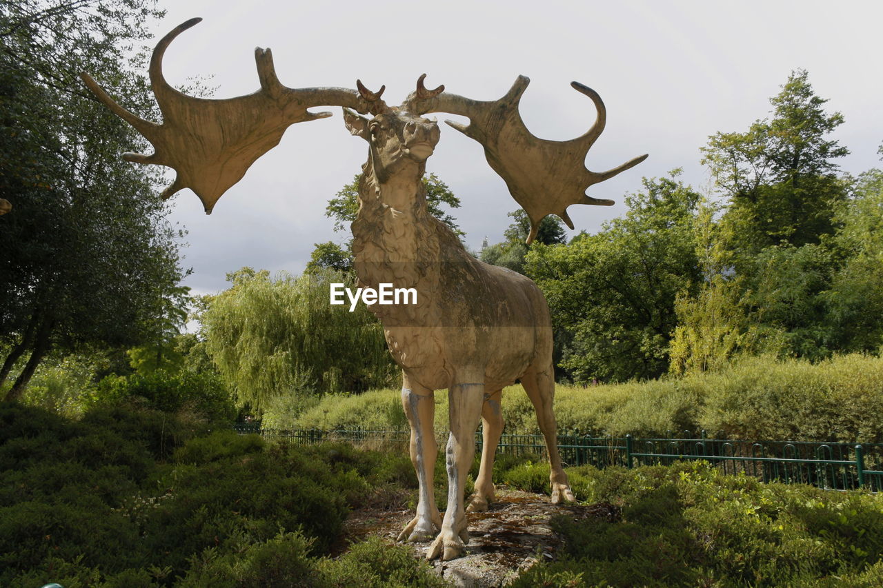 DEER STANDING ON FIELD BY TREES