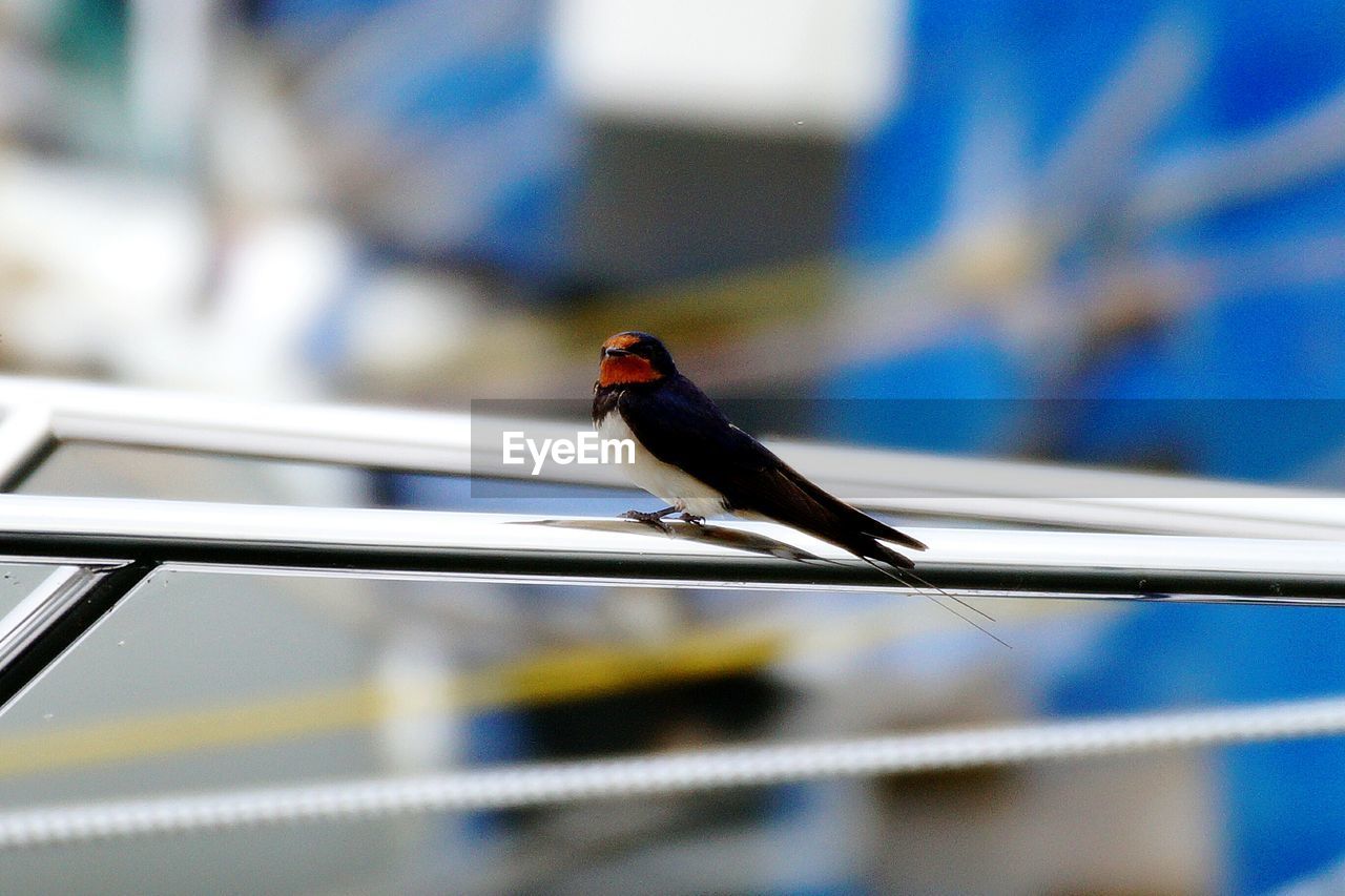 Close-up of bird perching on railing