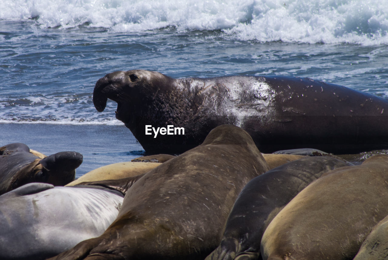 Scenic view of sea with seal in foreground