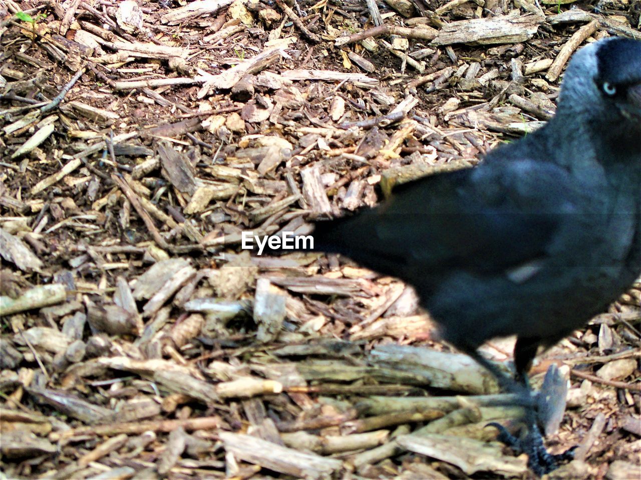 HIGH ANGLE VIEW OF A BIRD ON LAND