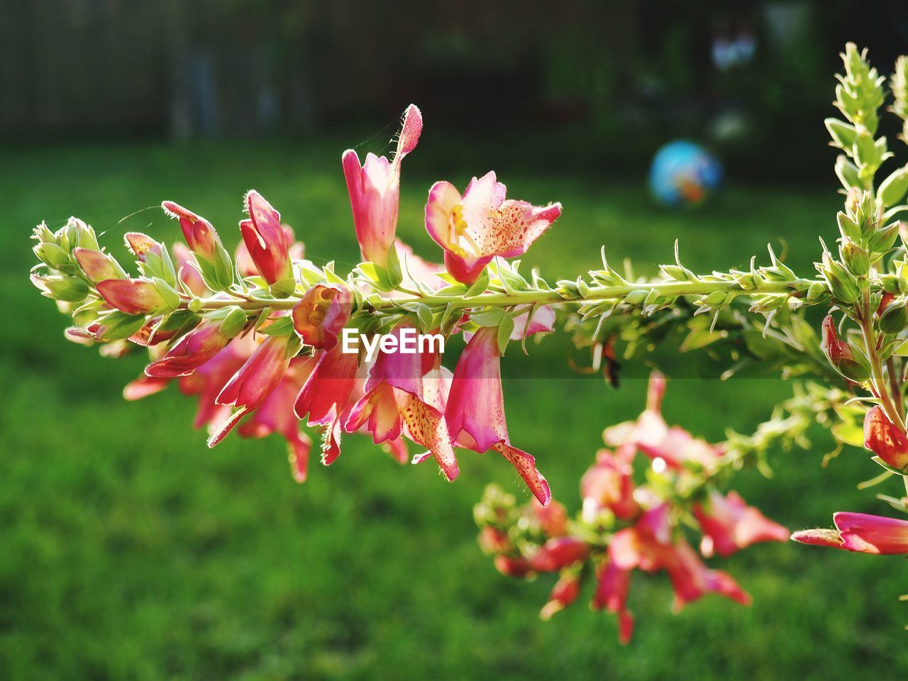 Close-up of pink flowers