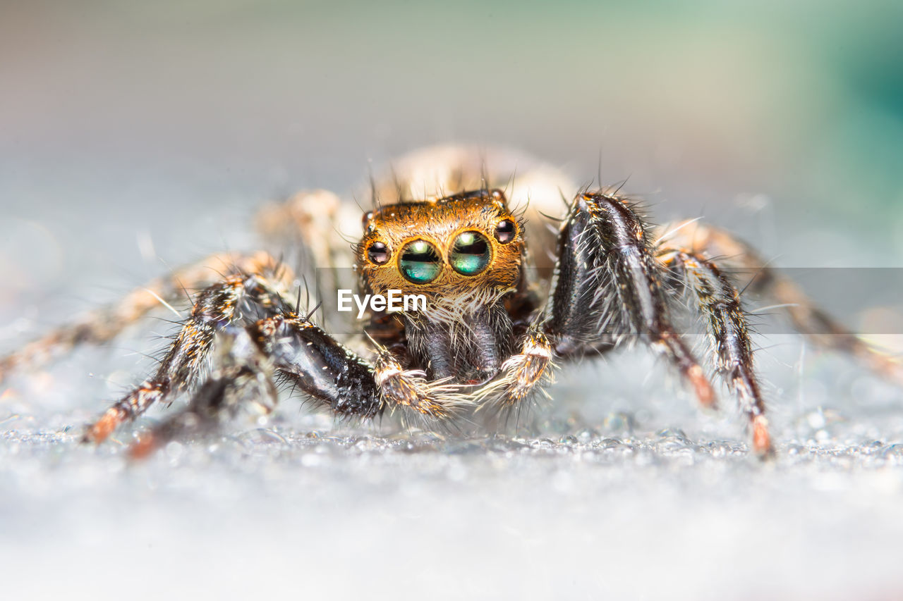 Close-up of spider