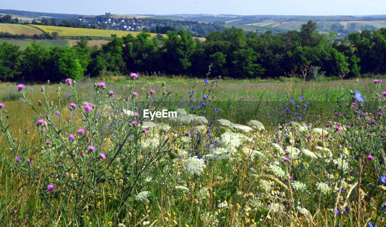 View of flowering plants growing on land