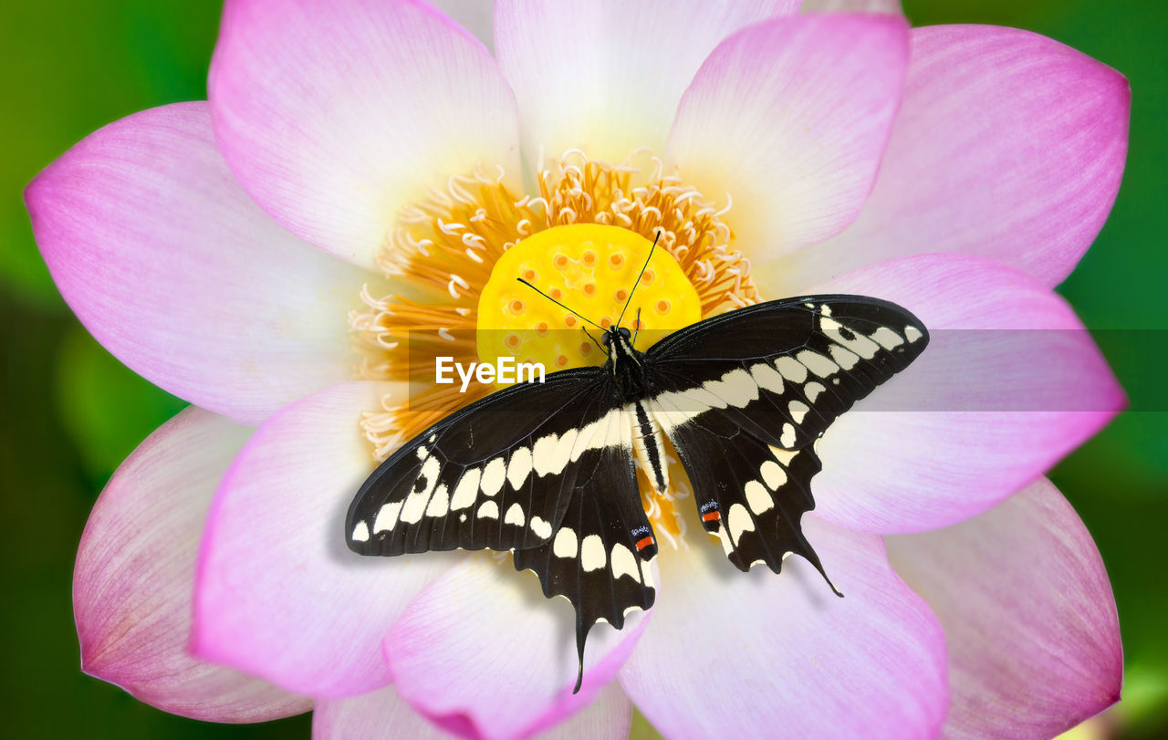 Close-up of butterfly on pink flower