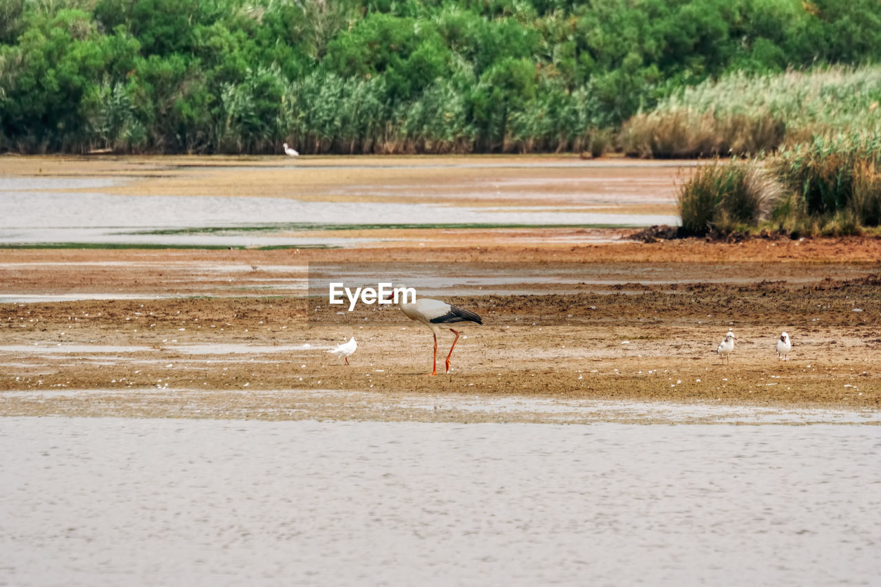 SIDE VIEW OF A BIRD ON THE WATER