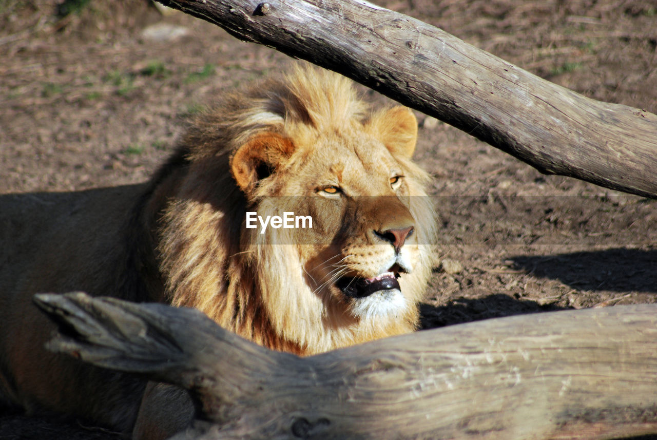 Portrait of a cat sitting on wood in zoo