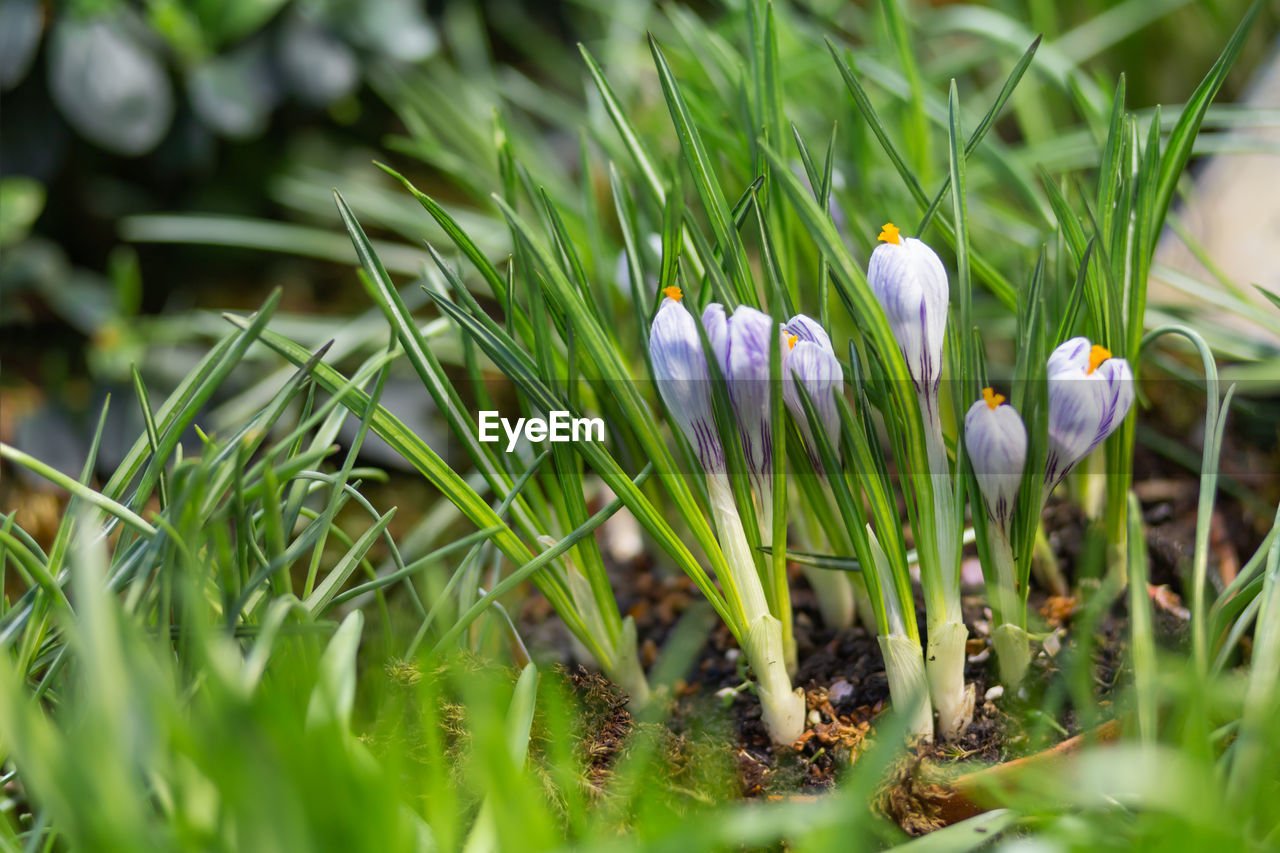 plant, flower, grass, flowering plant, beauty in nature, nature, growth, freshness, green, no people, close-up, springtime, land, selective focus, snowdrop, fragility, field, meadow, outdoors, environment, lawn, white, macro photography, day, crocus, petal, blossom, food, wildflower, summer, leaf, botany