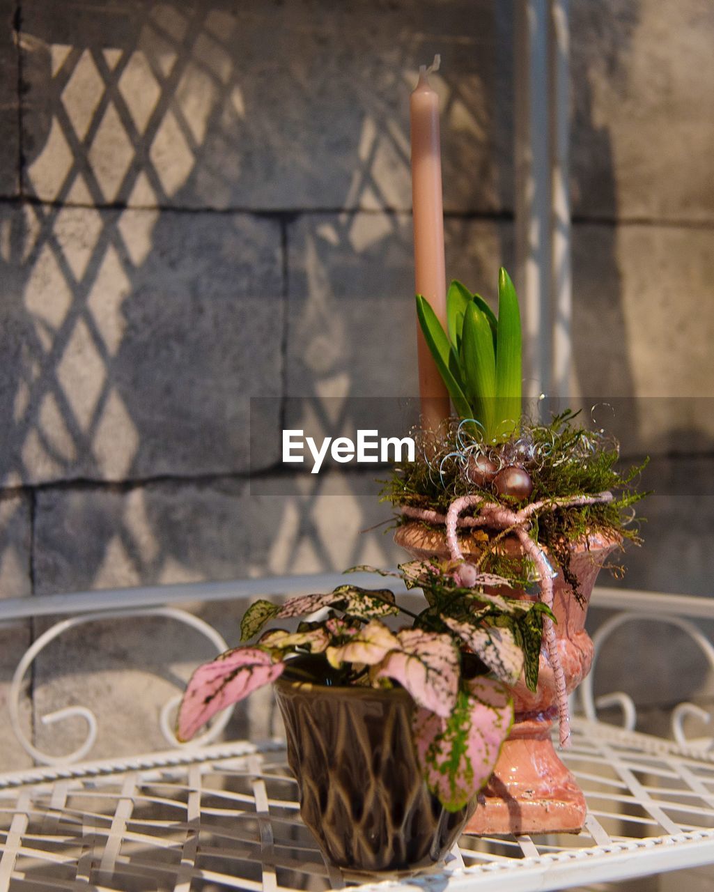 CLOSE-UP OF POTTED PLANT AGAINST WALL