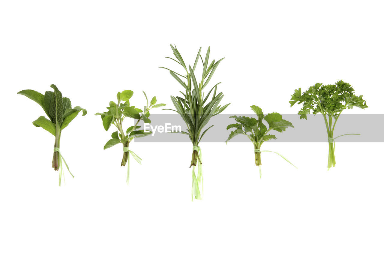 Close-up of herbs against white background