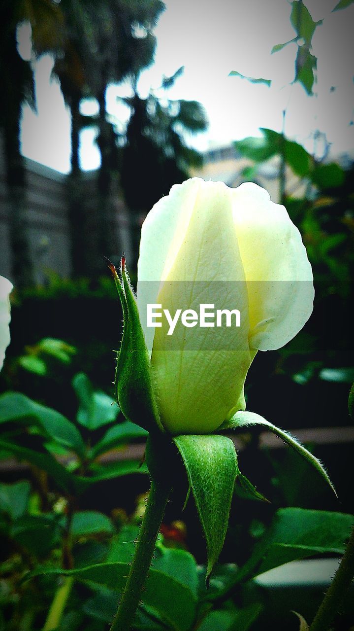 CLOSE-UP OF ROSE BLOOMING IN PARK