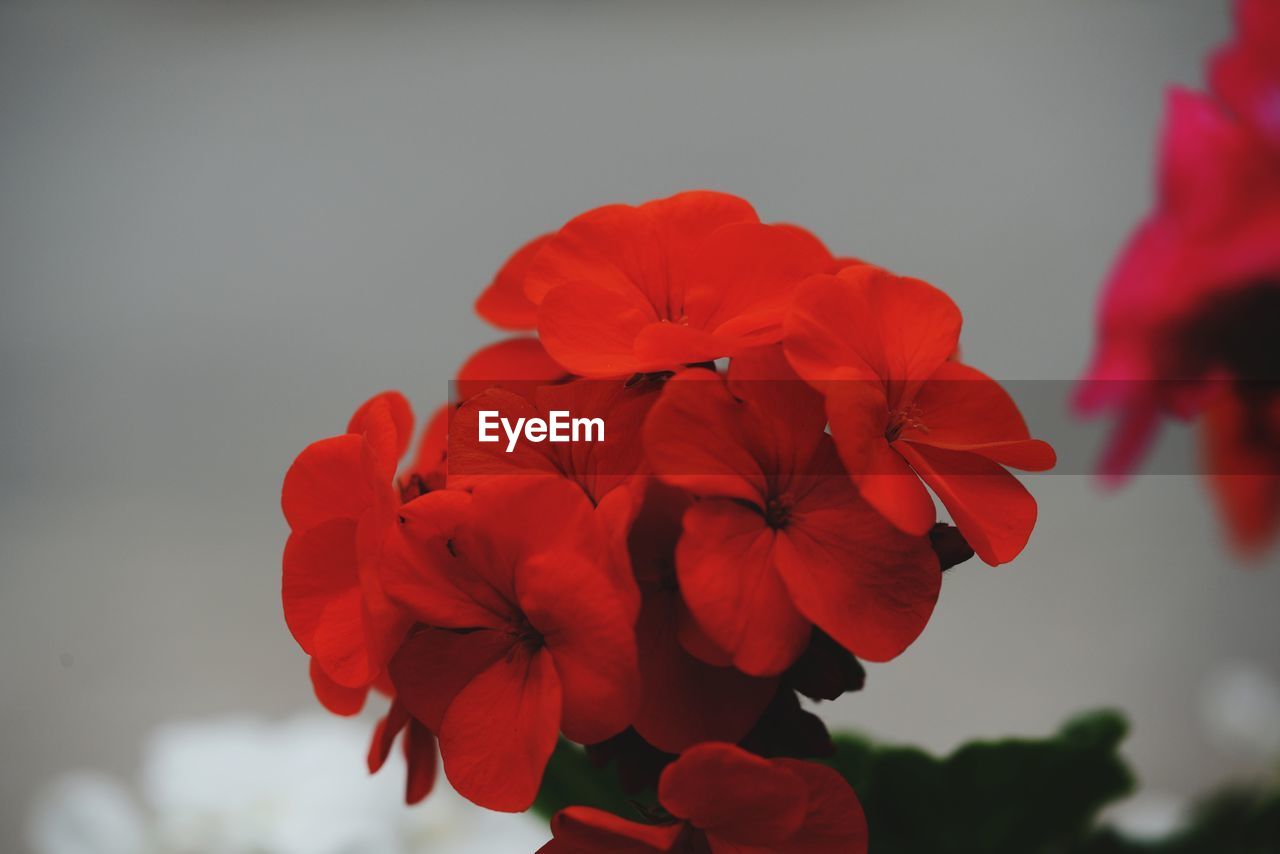 Close-up of red flowering plant against sky