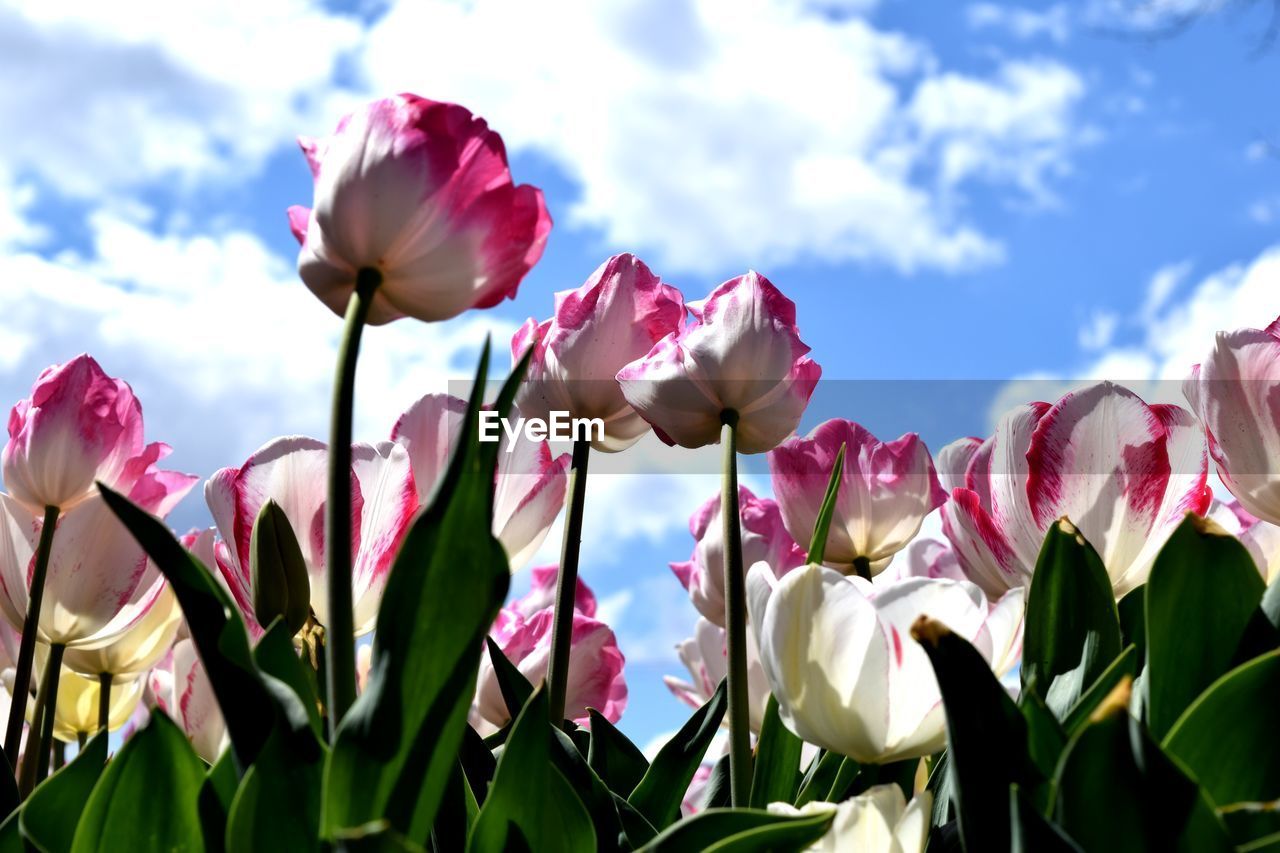 CLOSE-UP OF PINK FLOWERS