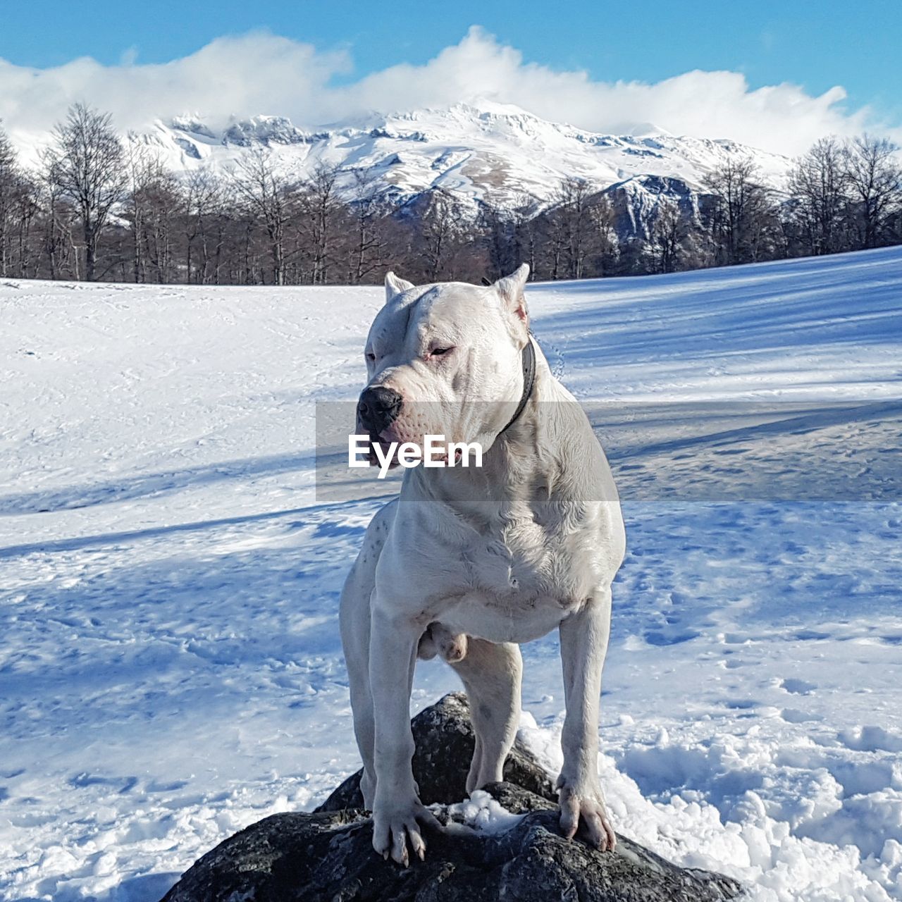 DOG ON SNOW COVERED MOUNTAIN