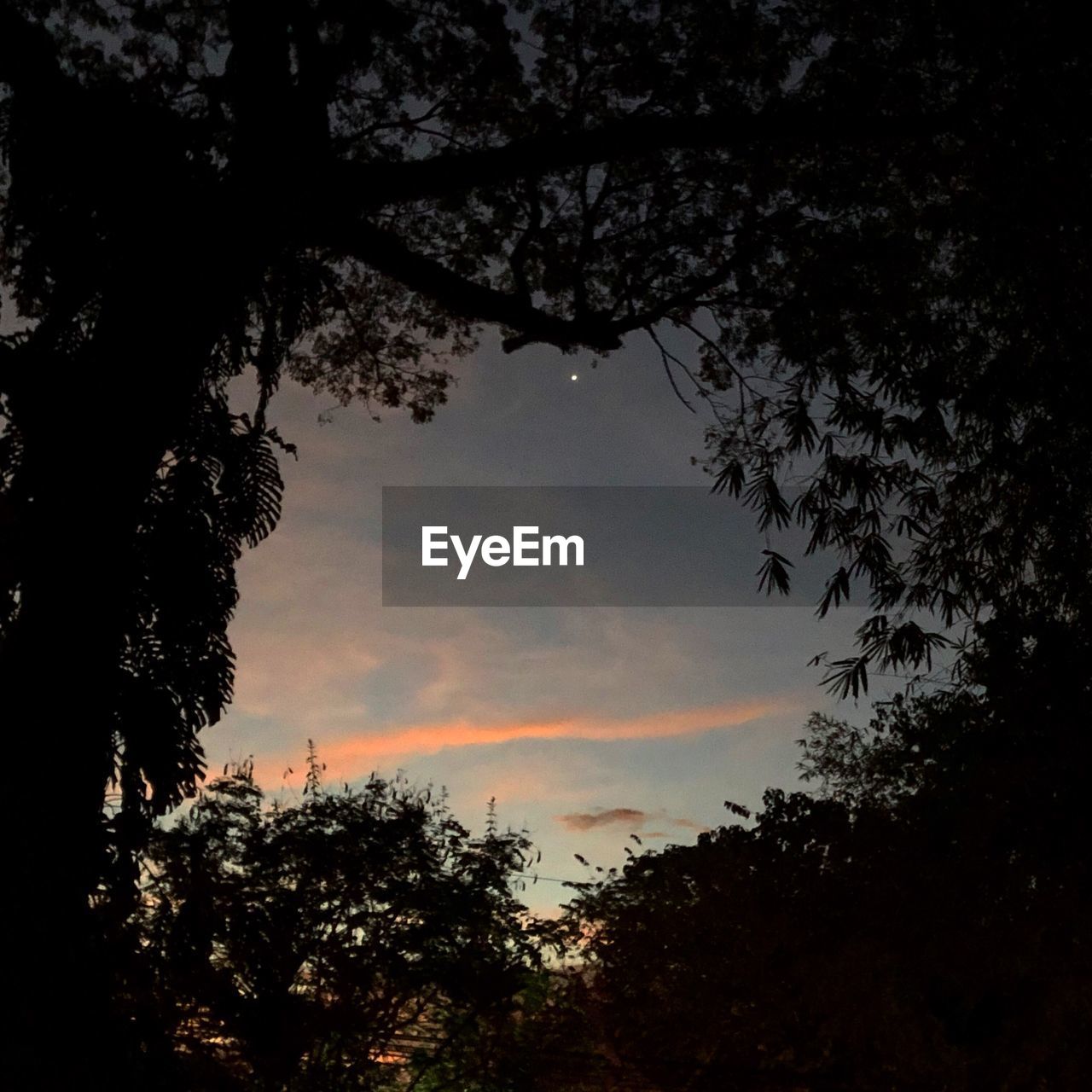 LOW ANGLE VIEW OF SILHOUETTE TREES AGAINST ORANGE SKY