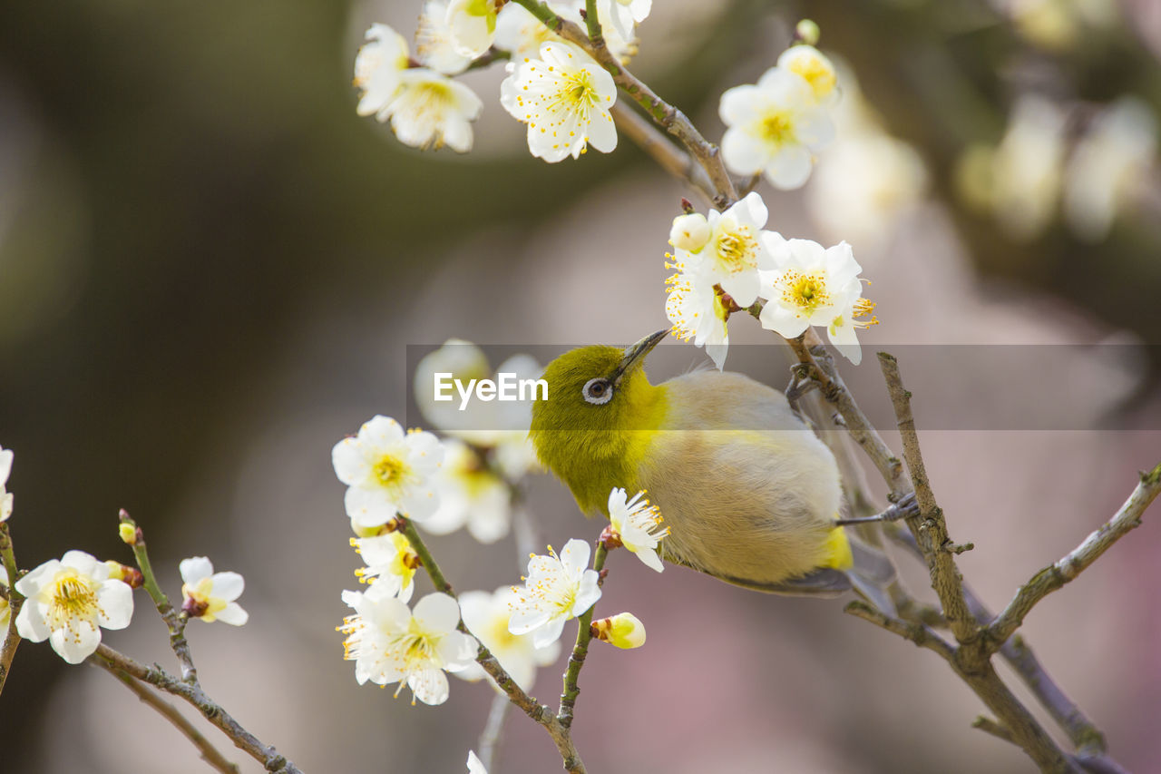 Japanese white-eye and　plum blossom