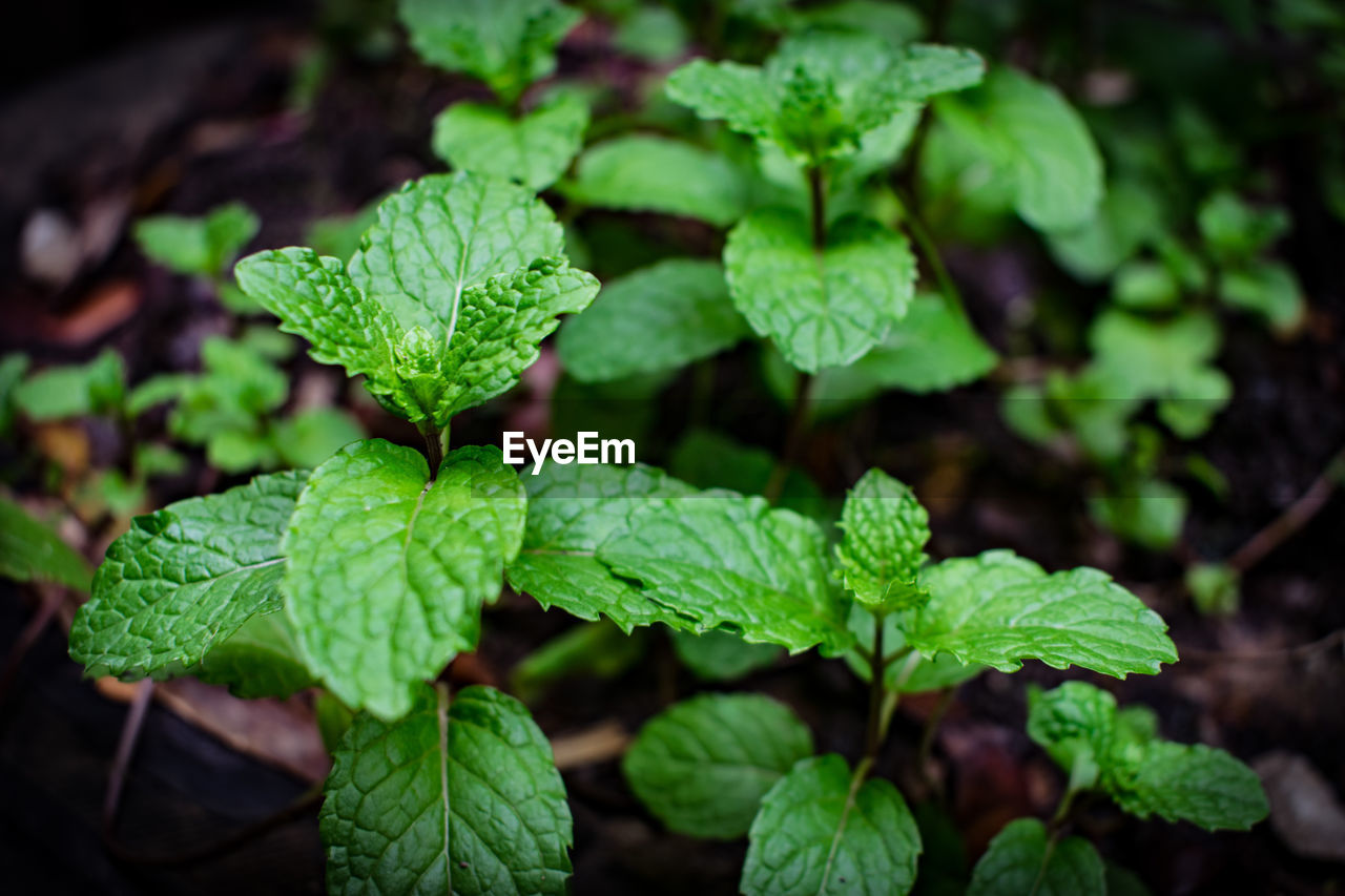 Close-up of green leaves