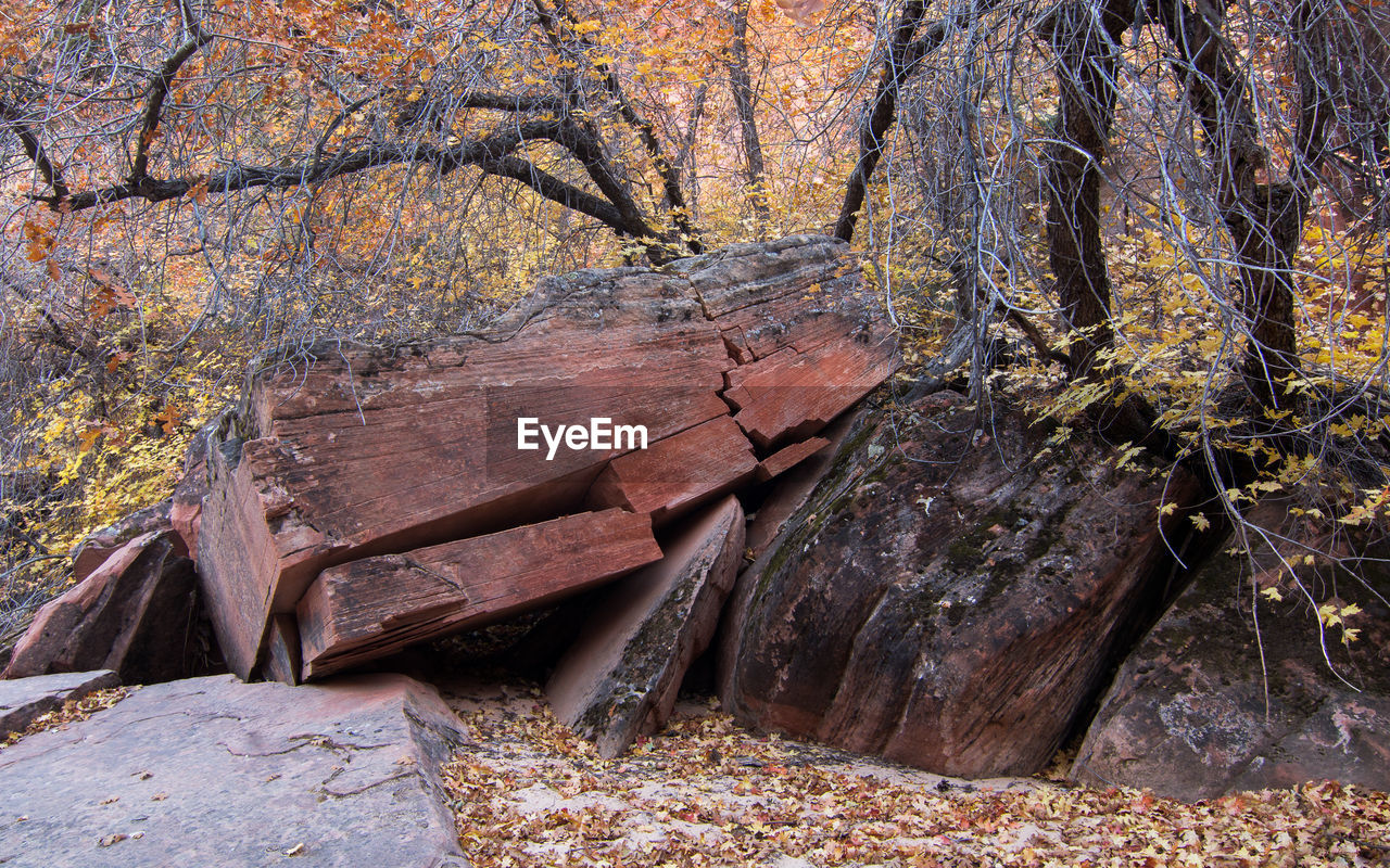 Fallen tree in forest during autumn