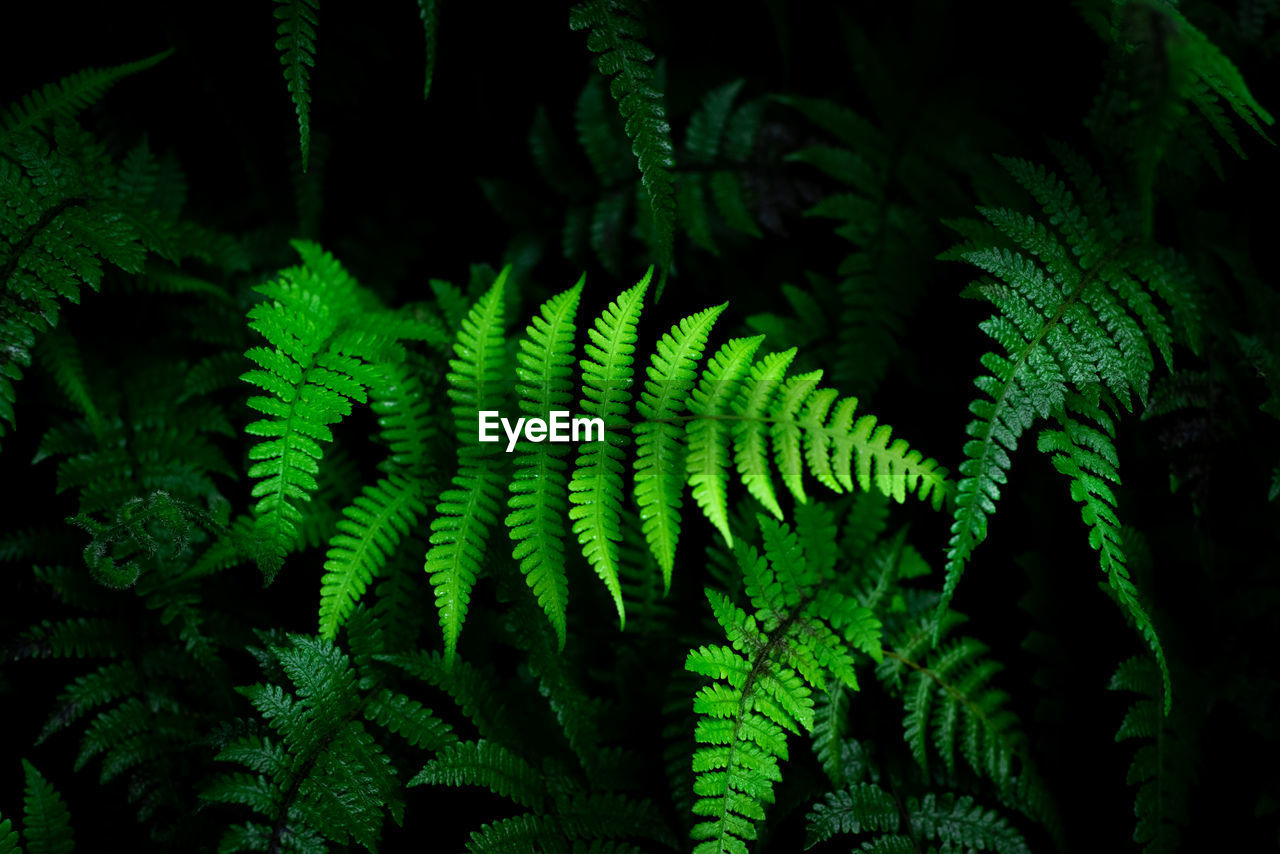 Group dark background of thriving fern with deep rich greens. concept of nature