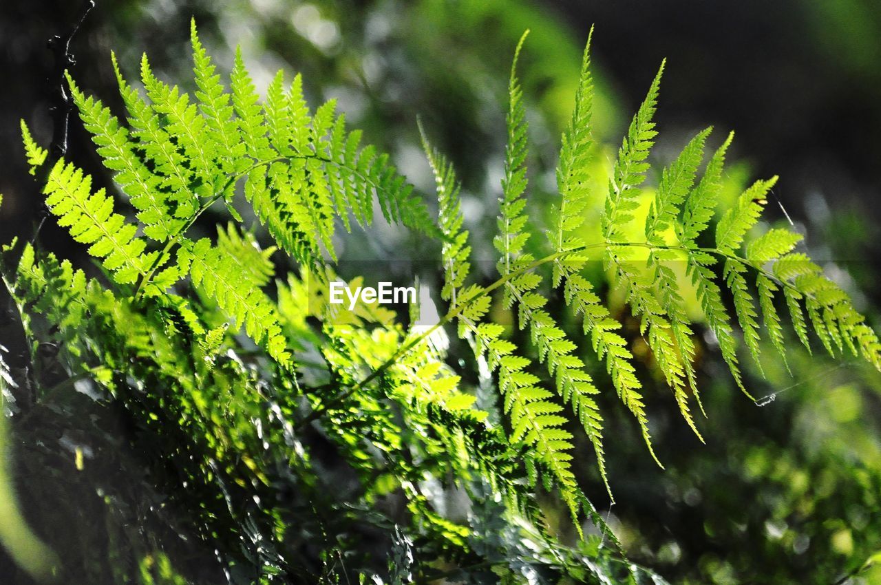 Close-up of fern leaves