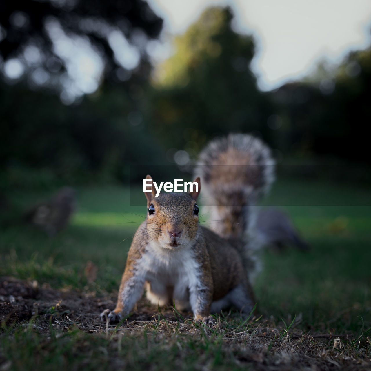 Close-up of squirrel on field