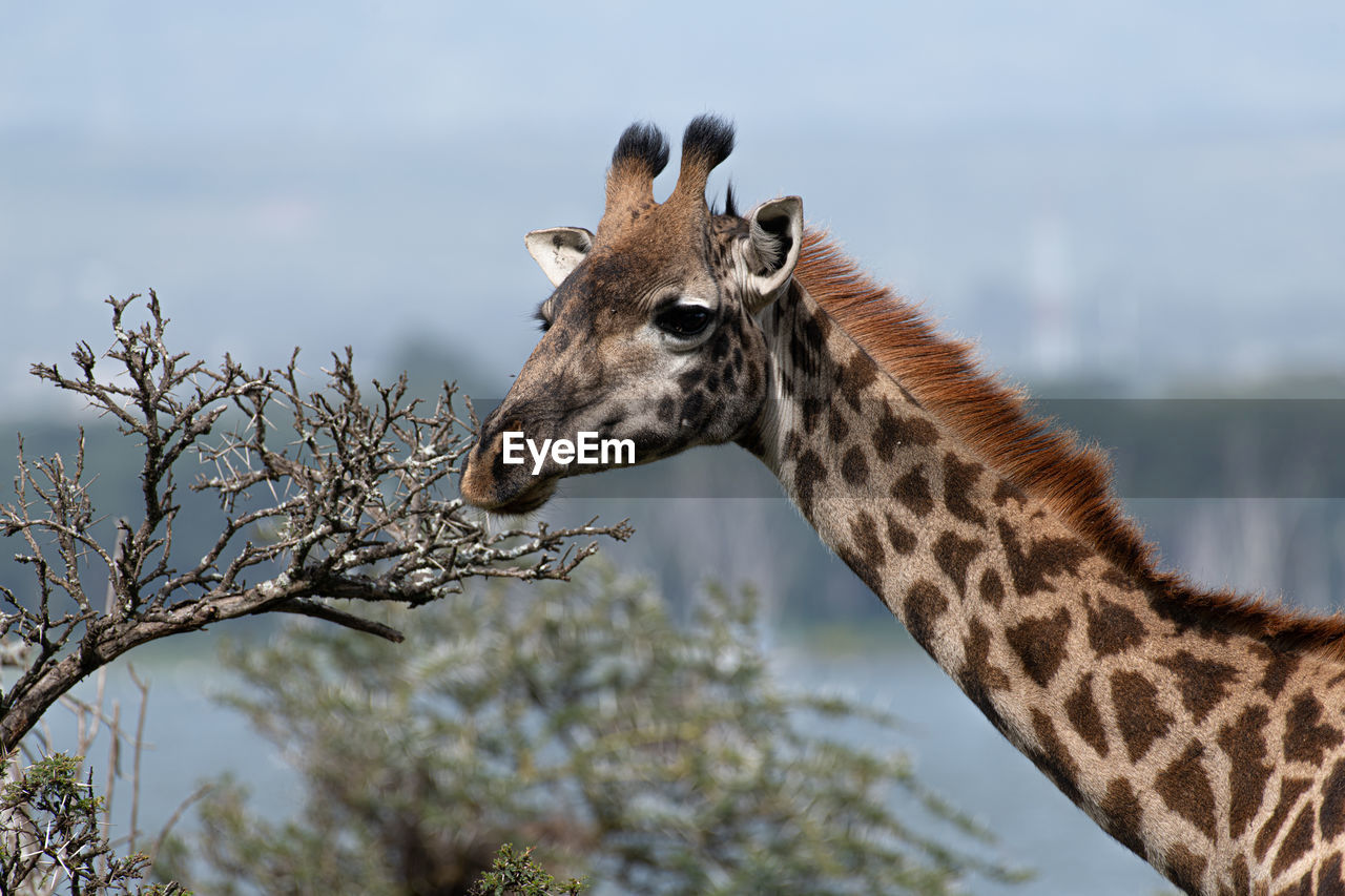 Giraffe in the wild