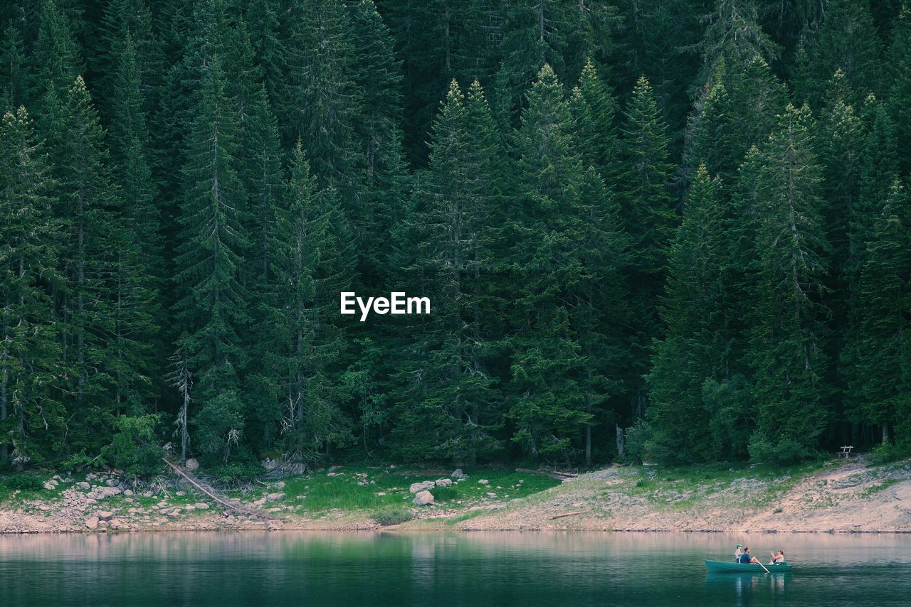 Scenic view of lake against pine trees in forest