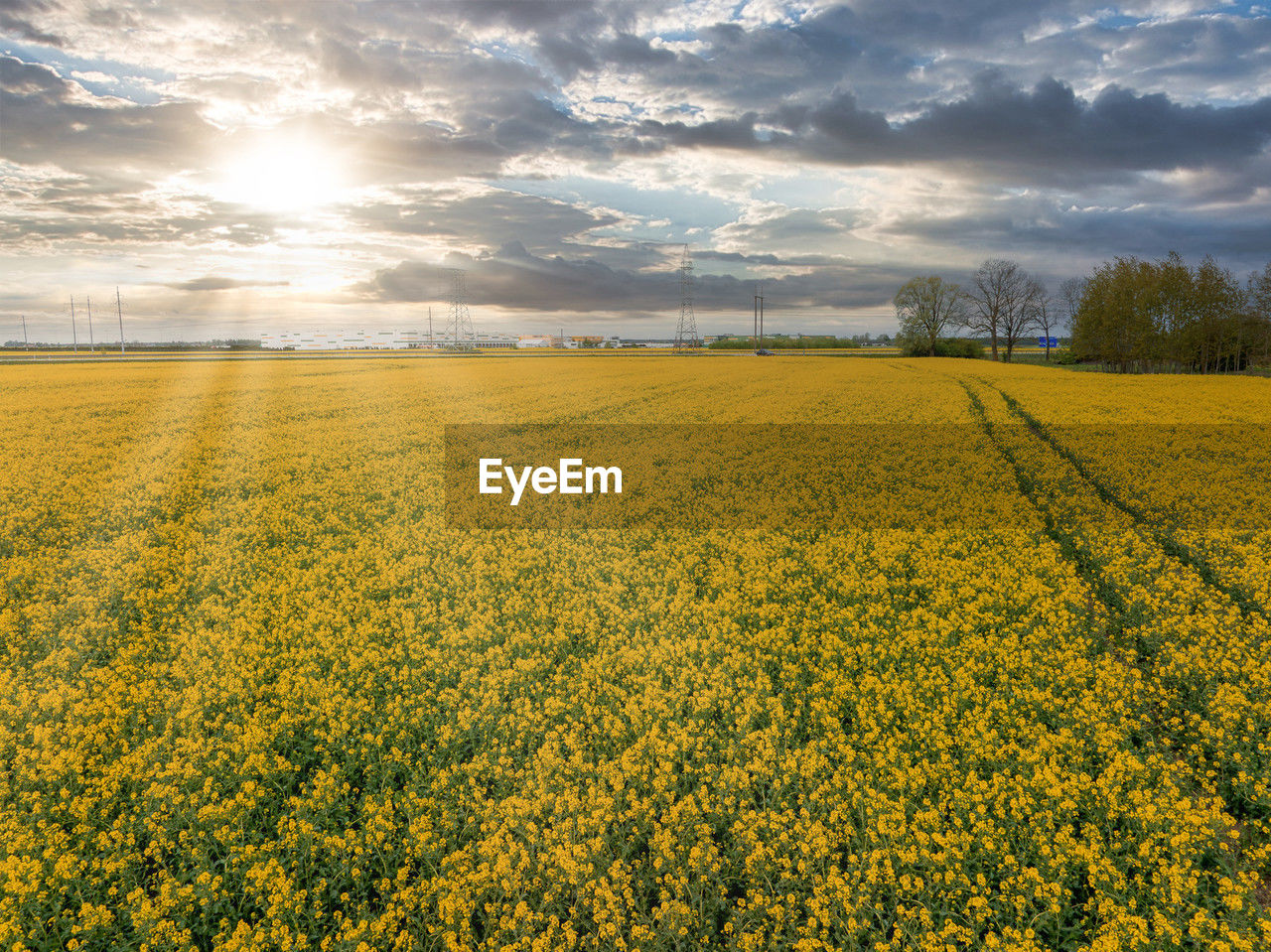 rapeseed, landscape, field, environment, sky, plant, land, flower, beauty in nature, rural scene, agriculture, food, canola, yellow, vegetable, cloud, nature, horizon, produce, scenics - nature, crop, plain, prairie, growth, tranquility, flowering plant, freshness, oilseed rape, farm, tranquil scene, sunlight, springtime, rural area, no people, idyllic, grassland, sun, tree, meadow, abundance, vibrant color, outdoors, sunset, fragility, day, sunbeam, dramatic sky, non-urban scene, brassica rapa, summer, horizon over land, blossom, blue, cereal plant