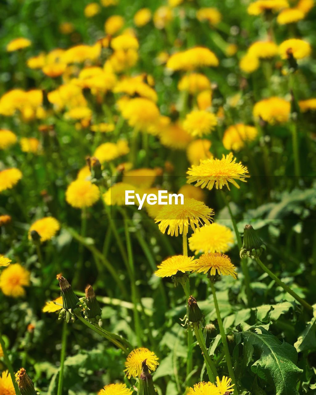 CLOSE-UP OF YELLOW FLOWERING PLANT ON LAND