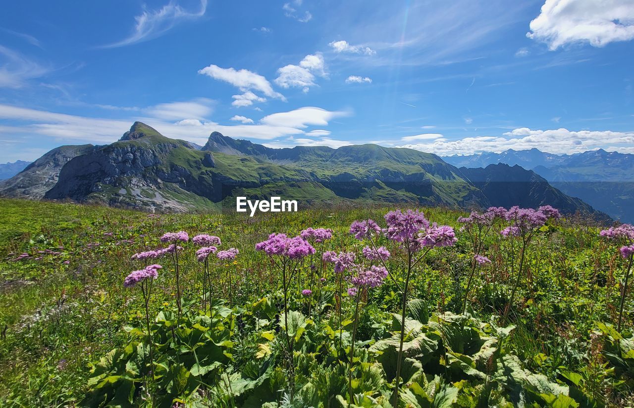 mountain, landscape, environment, flower, flowering plant, sky, beauty in nature, plant, nature, meadow, scenics - nature, land, cloud, mountain range, grassland, wilderness, freshness, plateau, no people, wildflower, blue, travel destinations, field, travel, tranquility, springtime, tranquil scene, outdoors, non-urban scene, ridge, rural scene, summer, grass, mountain peak, green, tourism, idyllic, day, sunlight, blossom, growth, social issues, prairie, natural environment, tree, plain