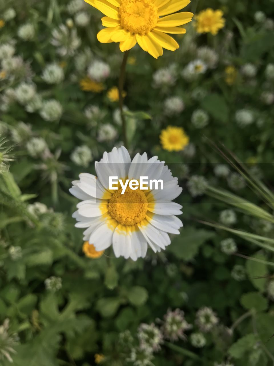 CLOSE-UP OF DAISY FLOWER