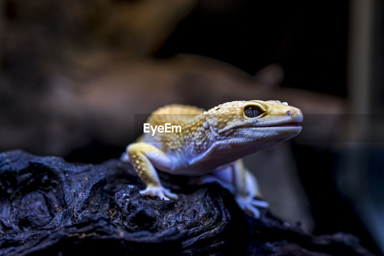 Close-up of lizard on rock