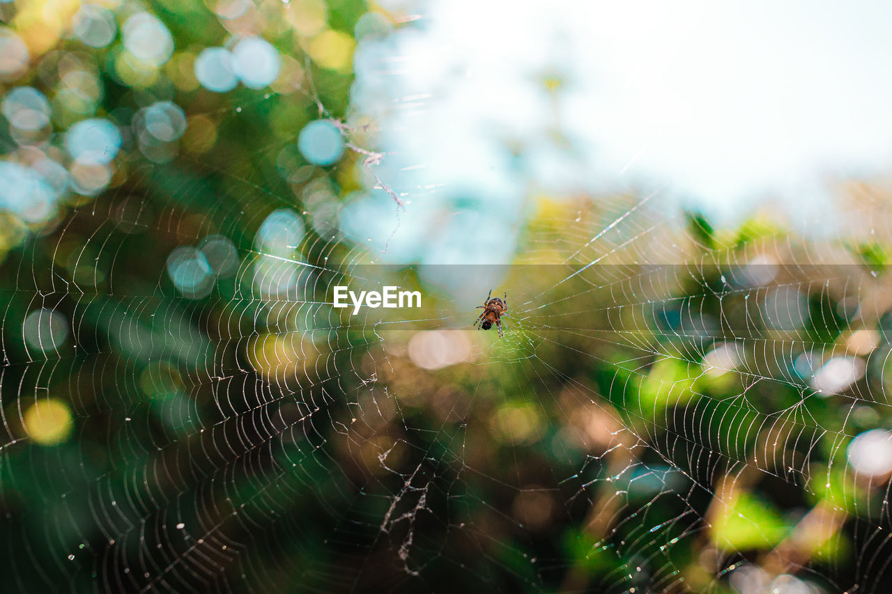 Close-up of spider on web