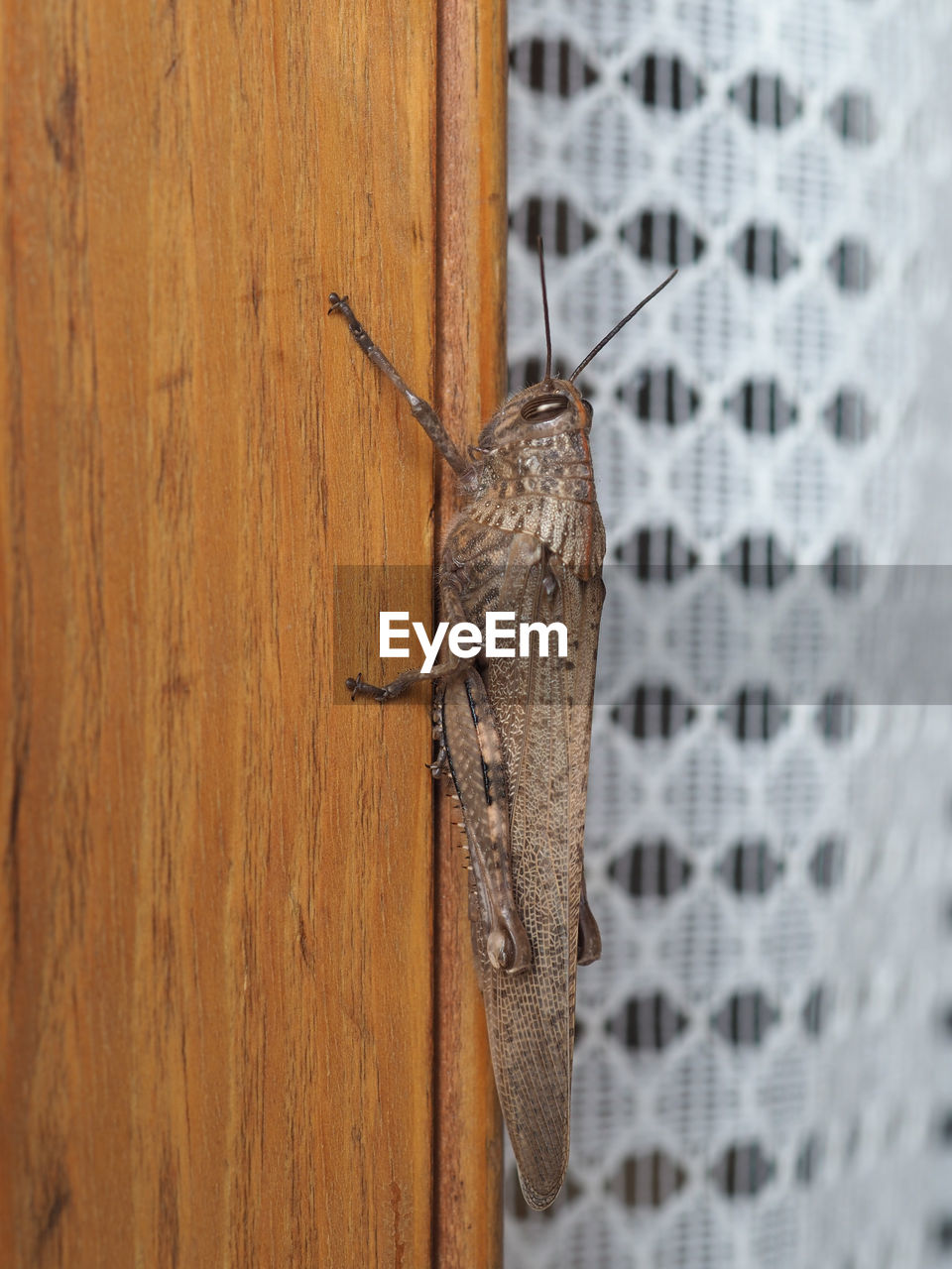 animal, animal themes, one animal, animal wildlife, wildlife, insect, no people, close-up, wood, animal body part, animal antenna, day, wall - building feature, nature, outdoors, macro photography, brown, moth, focus on foreground