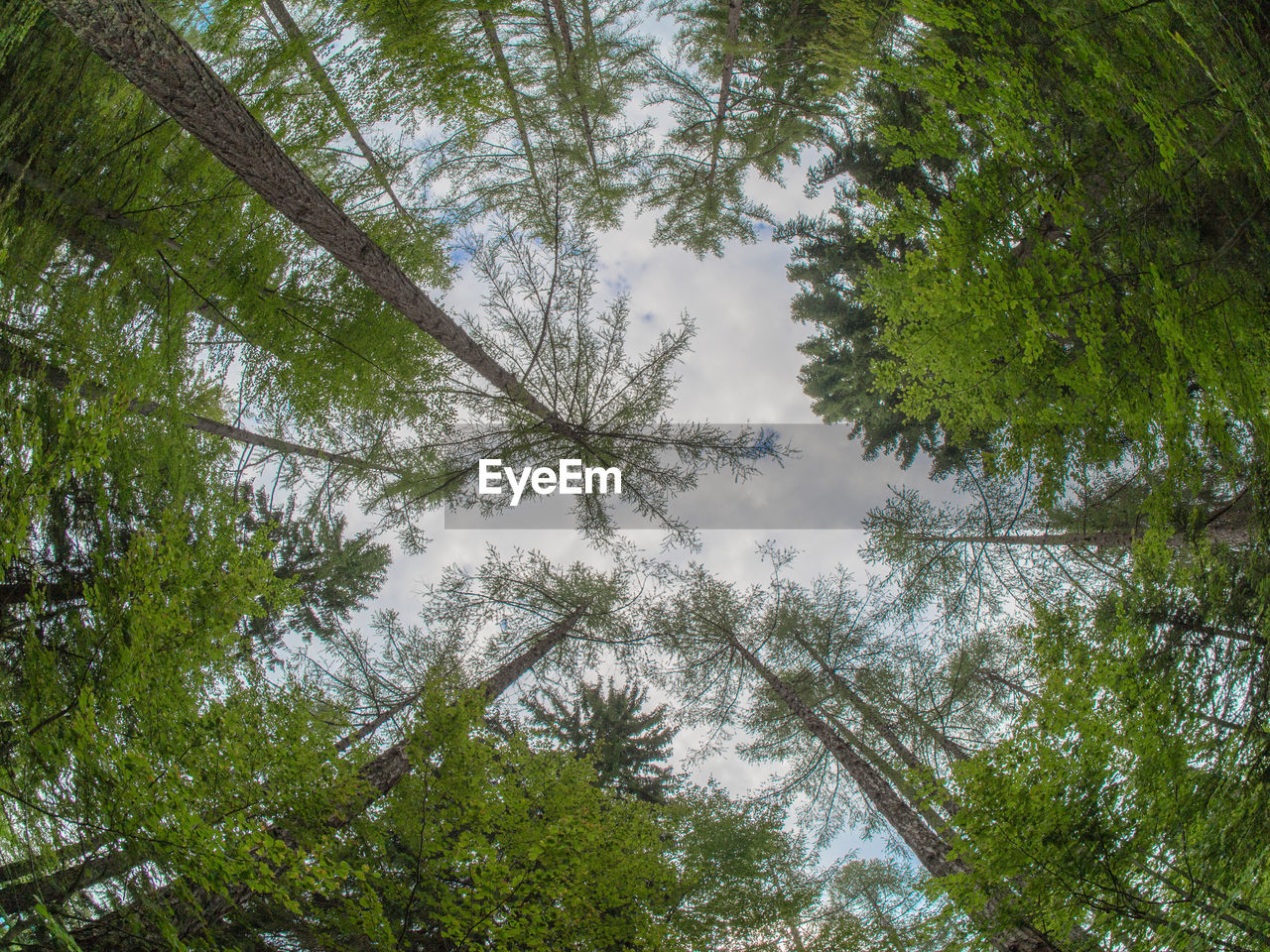 Low angle view of trees in forest