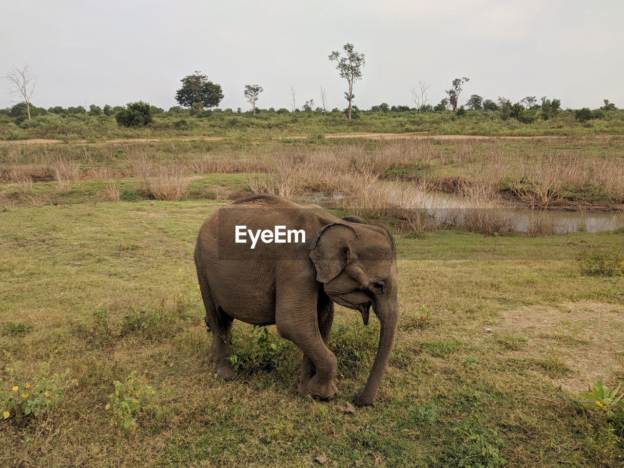 ELEPHANT IN FIELD
