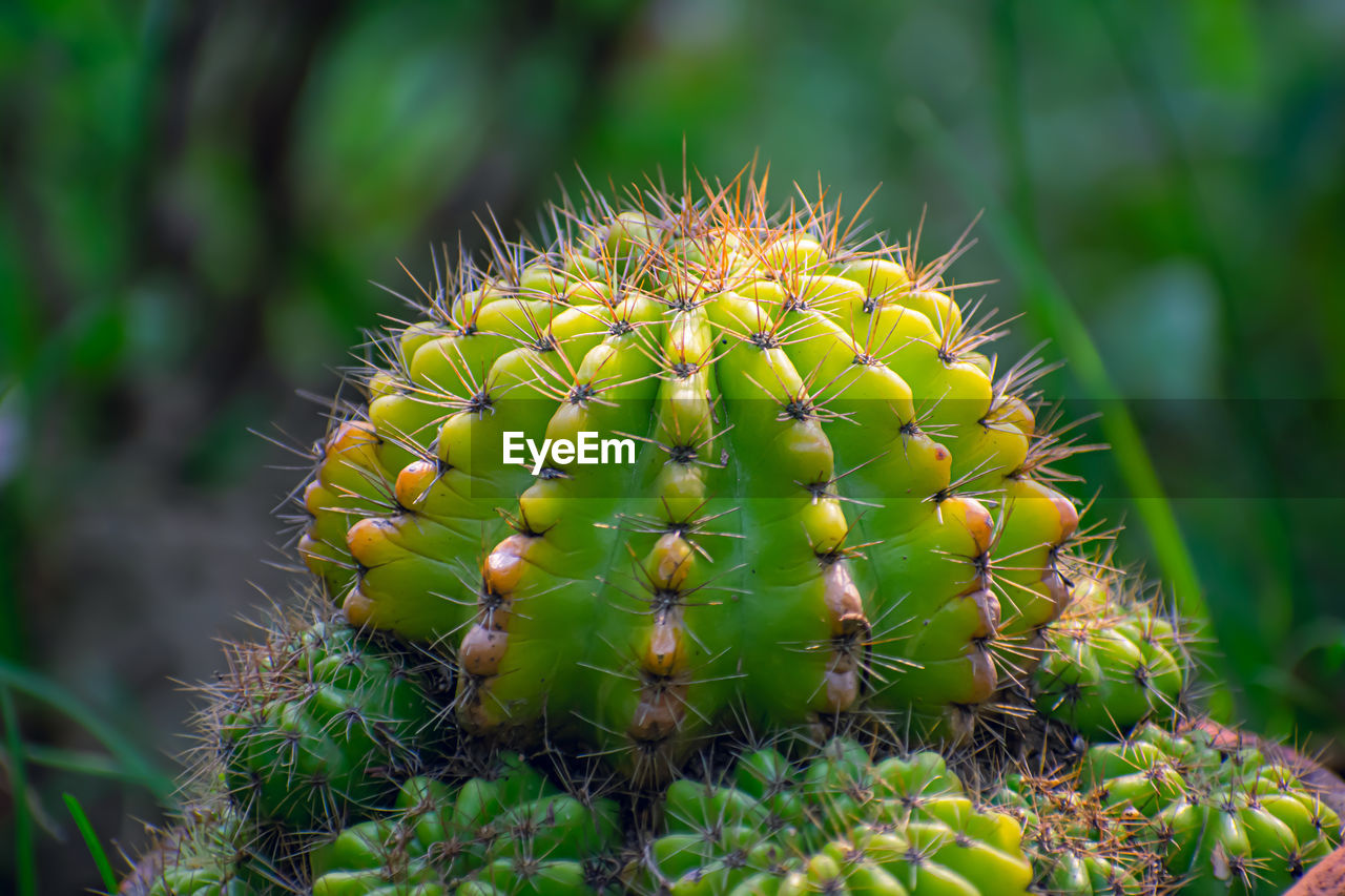 CLOSE-UP OF CACTUS