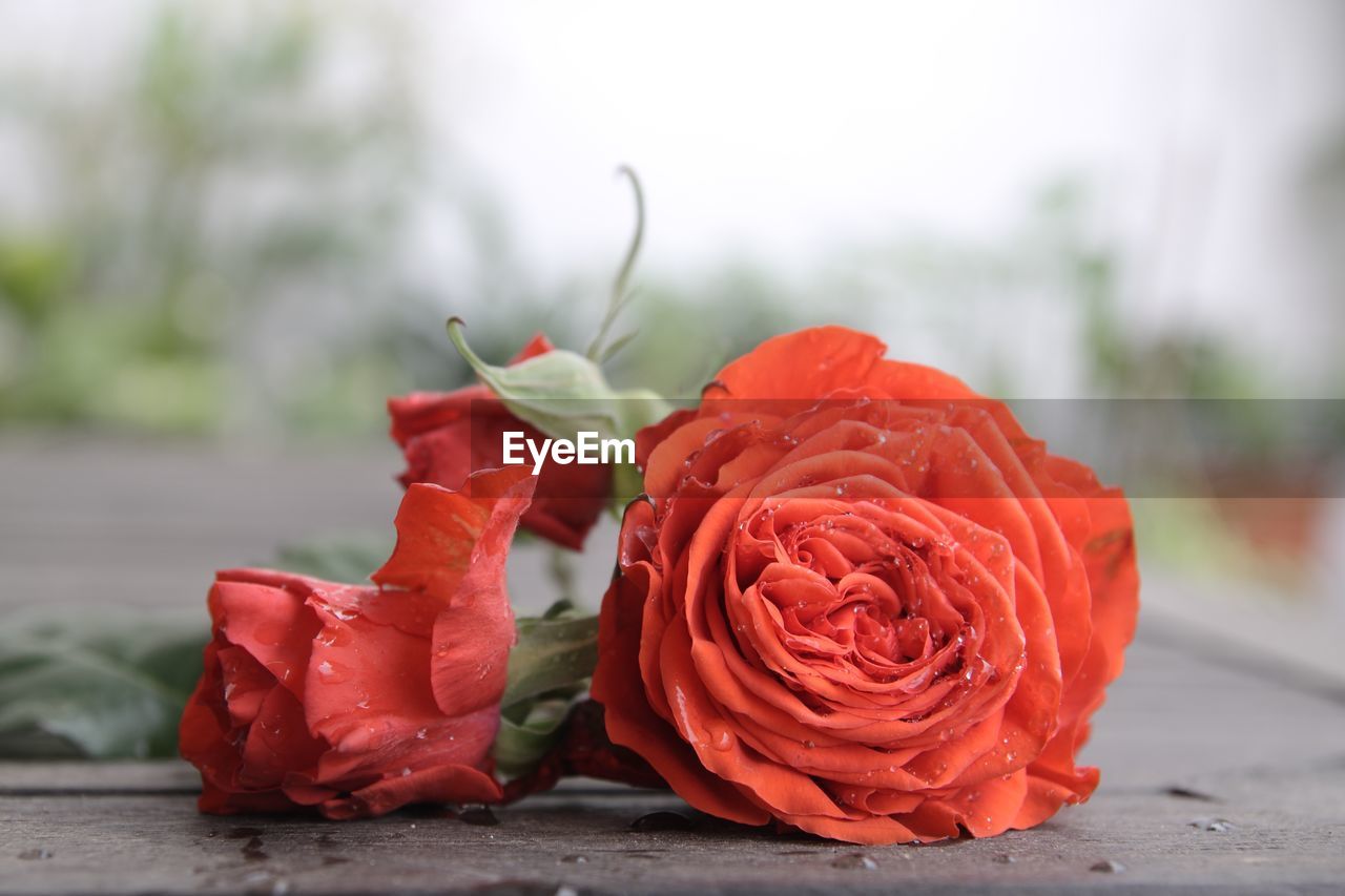 Close-up of red rose against blurred background