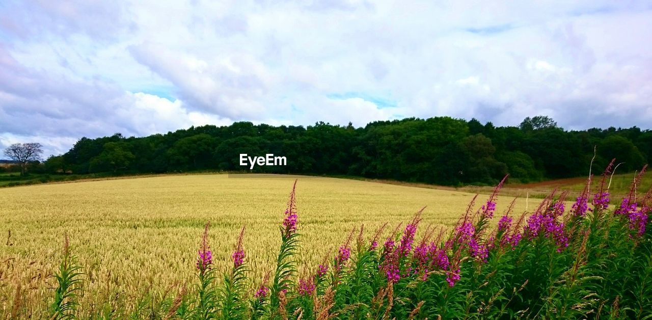 Scenic view of field against cloudy sky