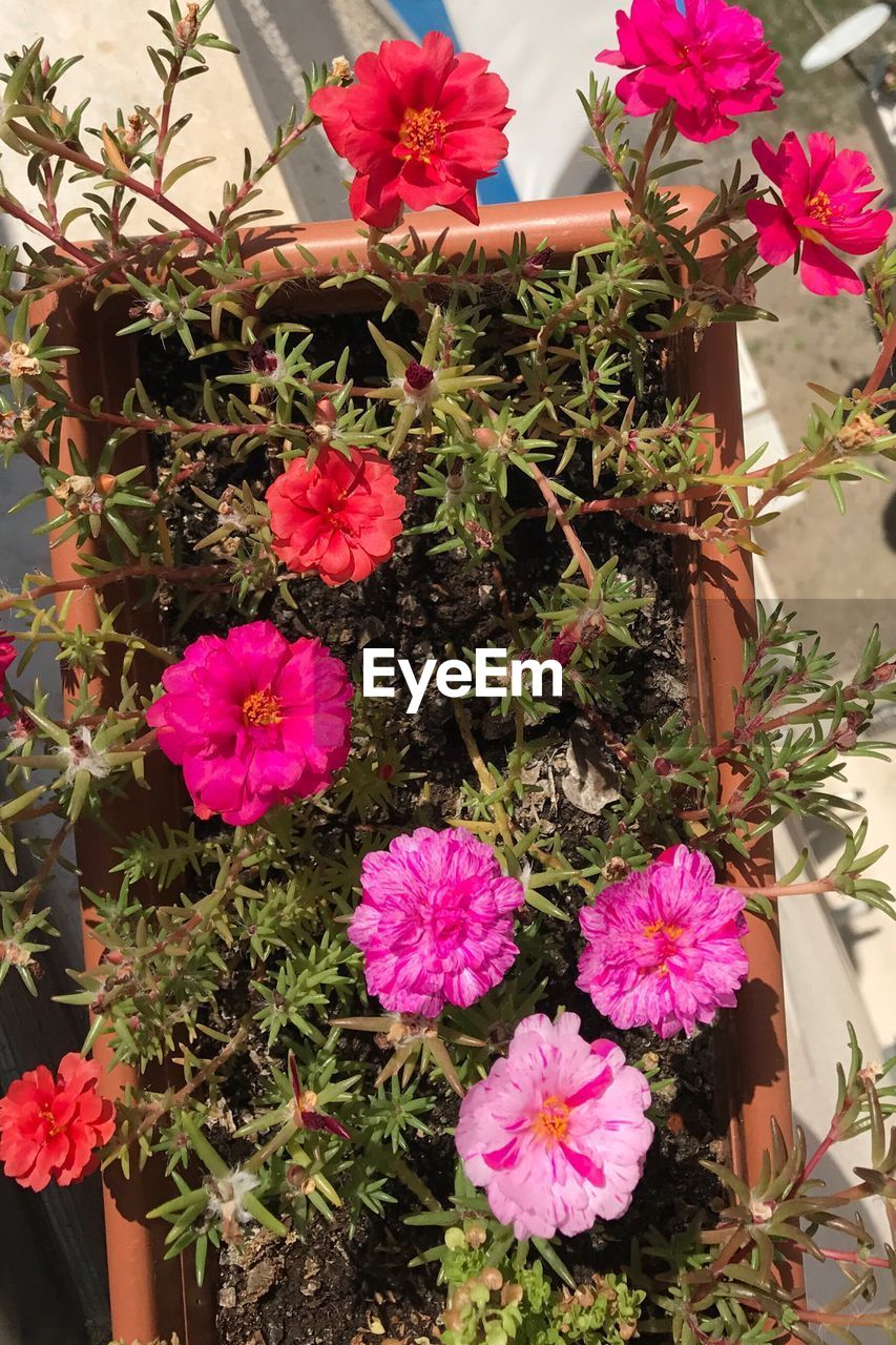 HIGH ANGLE VIEW OF PINK POTTED PLANTS