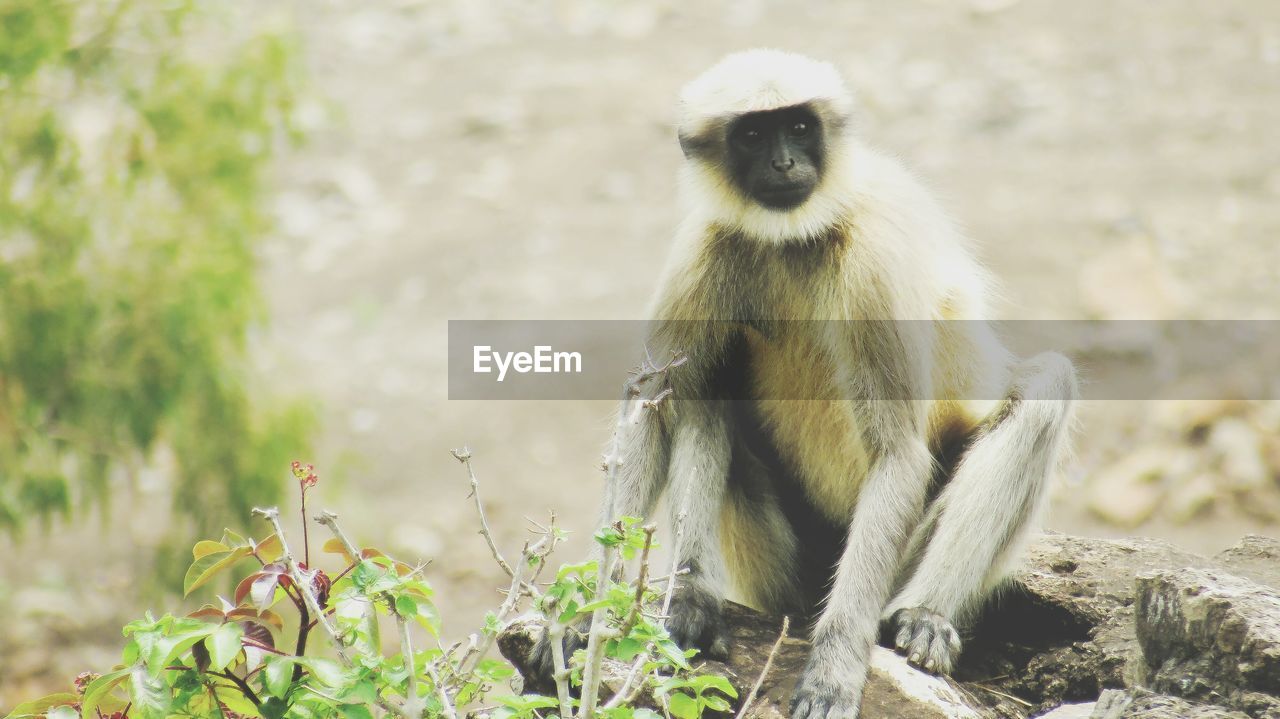 Portrait of gray langur sitting on rock